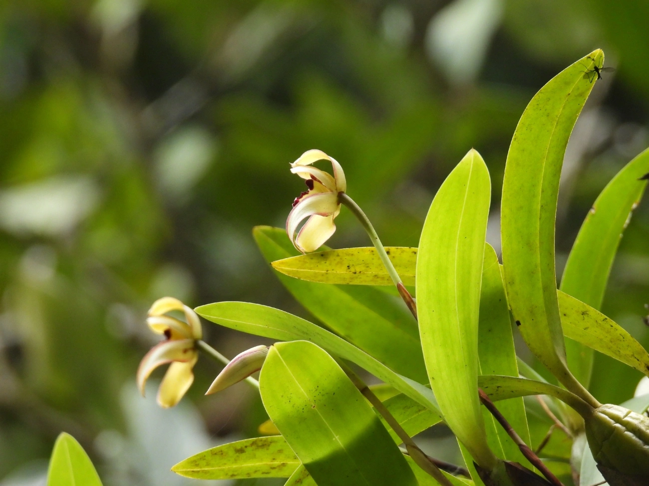 Maxilária (Maxillaria marginata), plantas, fotografado em Maresias, São Sebastião