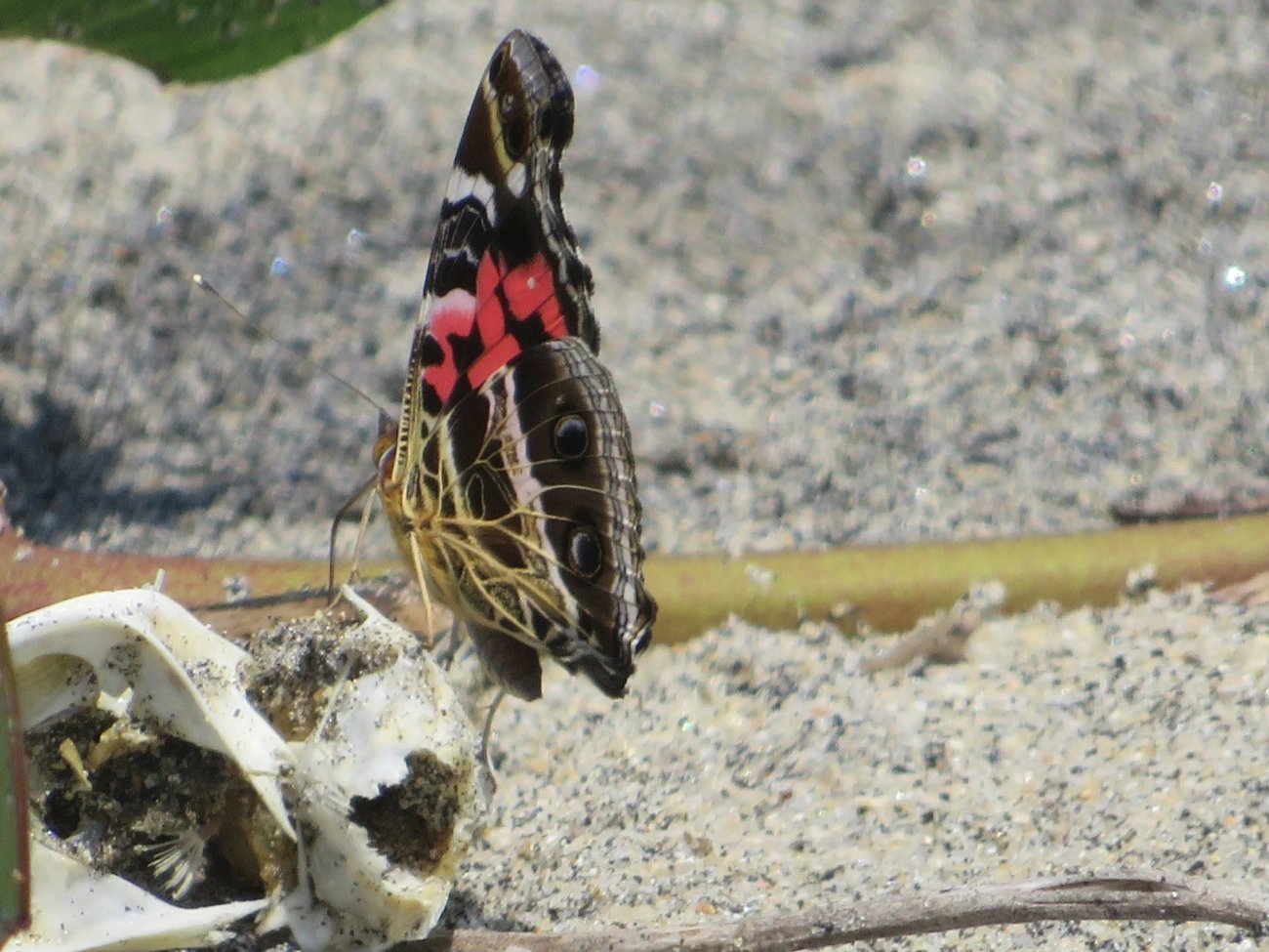 Dama-bandeada (Vanessa myrinna), insetos, fotografado em Mocóca