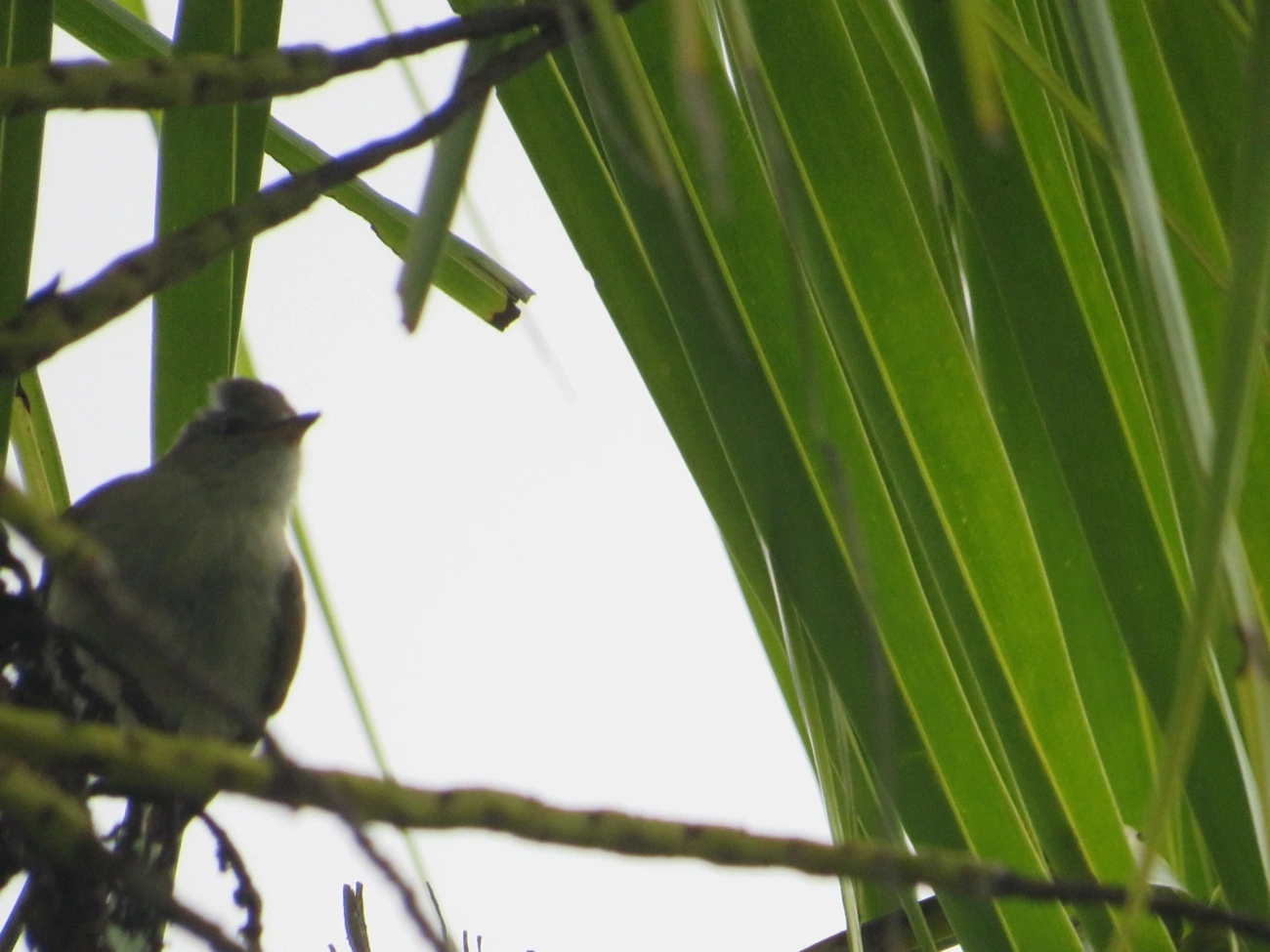 Risadinha (Camptostoma obsoletum), aves, fotografado em Maresias, São Sebastião