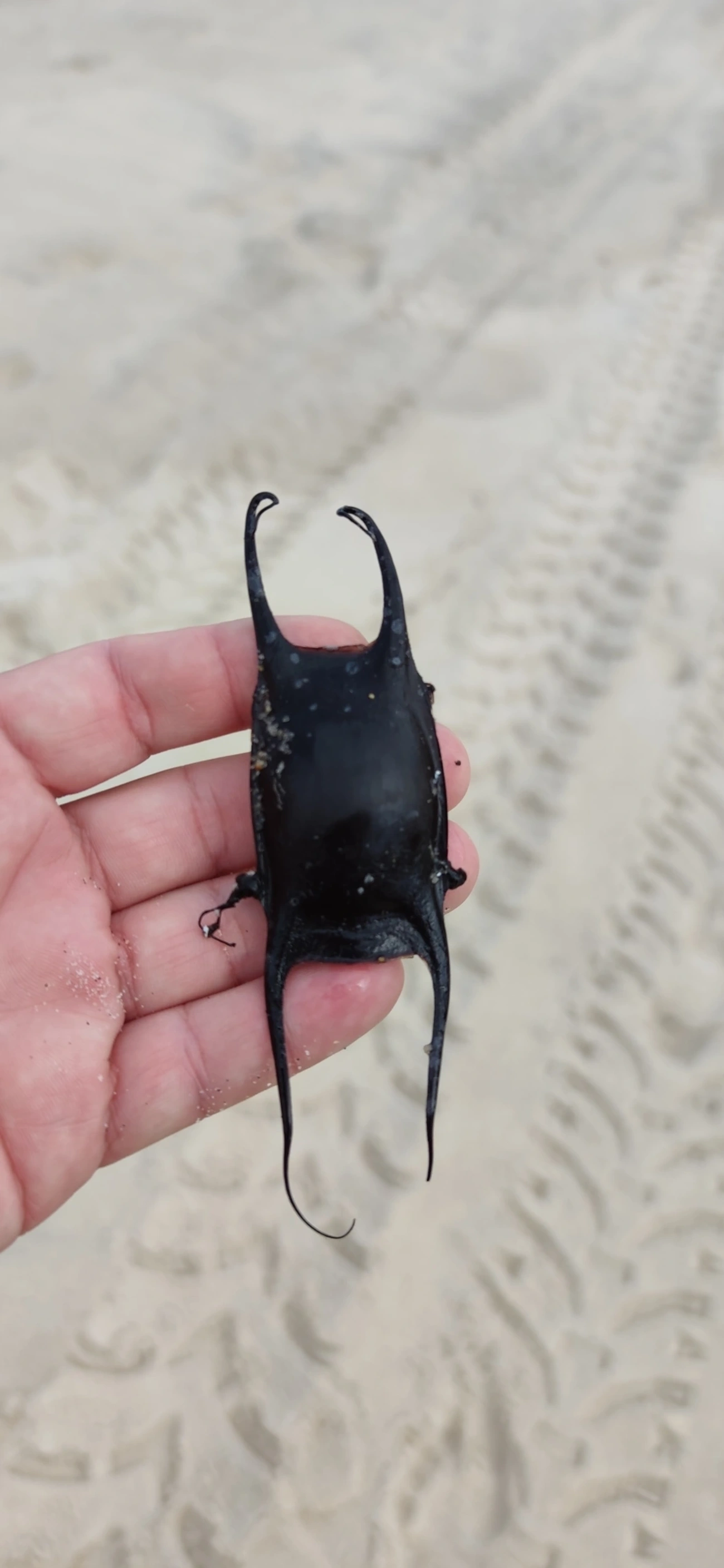 Raia-de-Agassiz (Rioraja agassizii), peixes, fotografado em São Sebastião