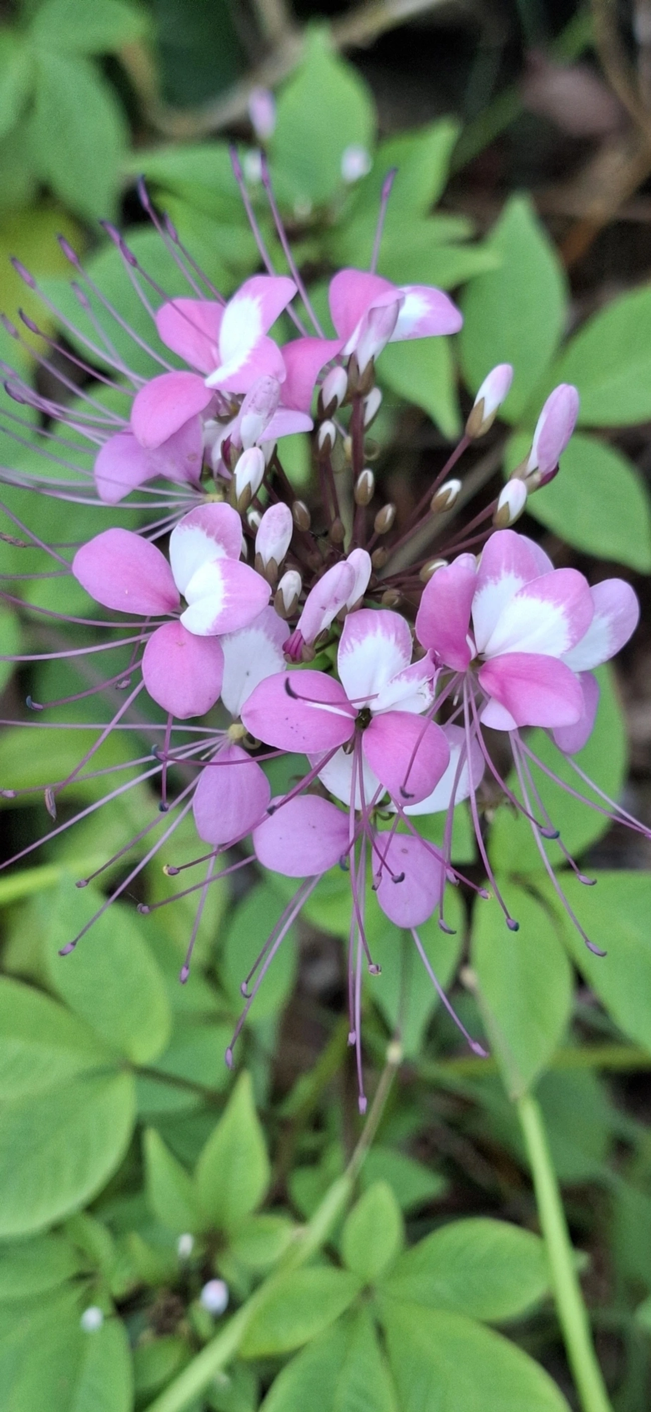 Mussambê (Cleome houtteana), plantas, fotografado em Maresias, São Sebastião