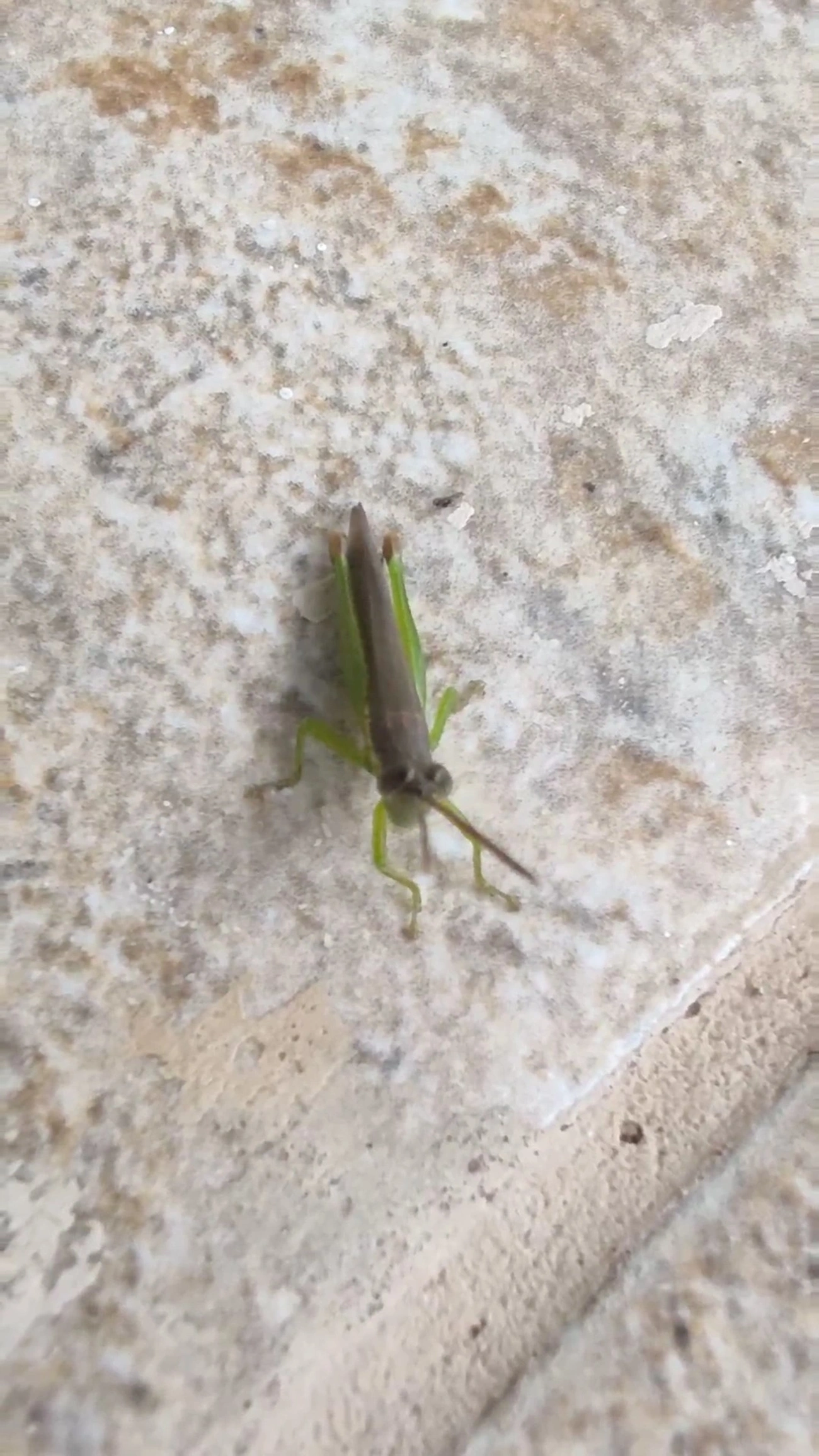 Gafanhoto-verde (Stenopola puncticeps), insetos, fotografado em Maresias, São Sebastião