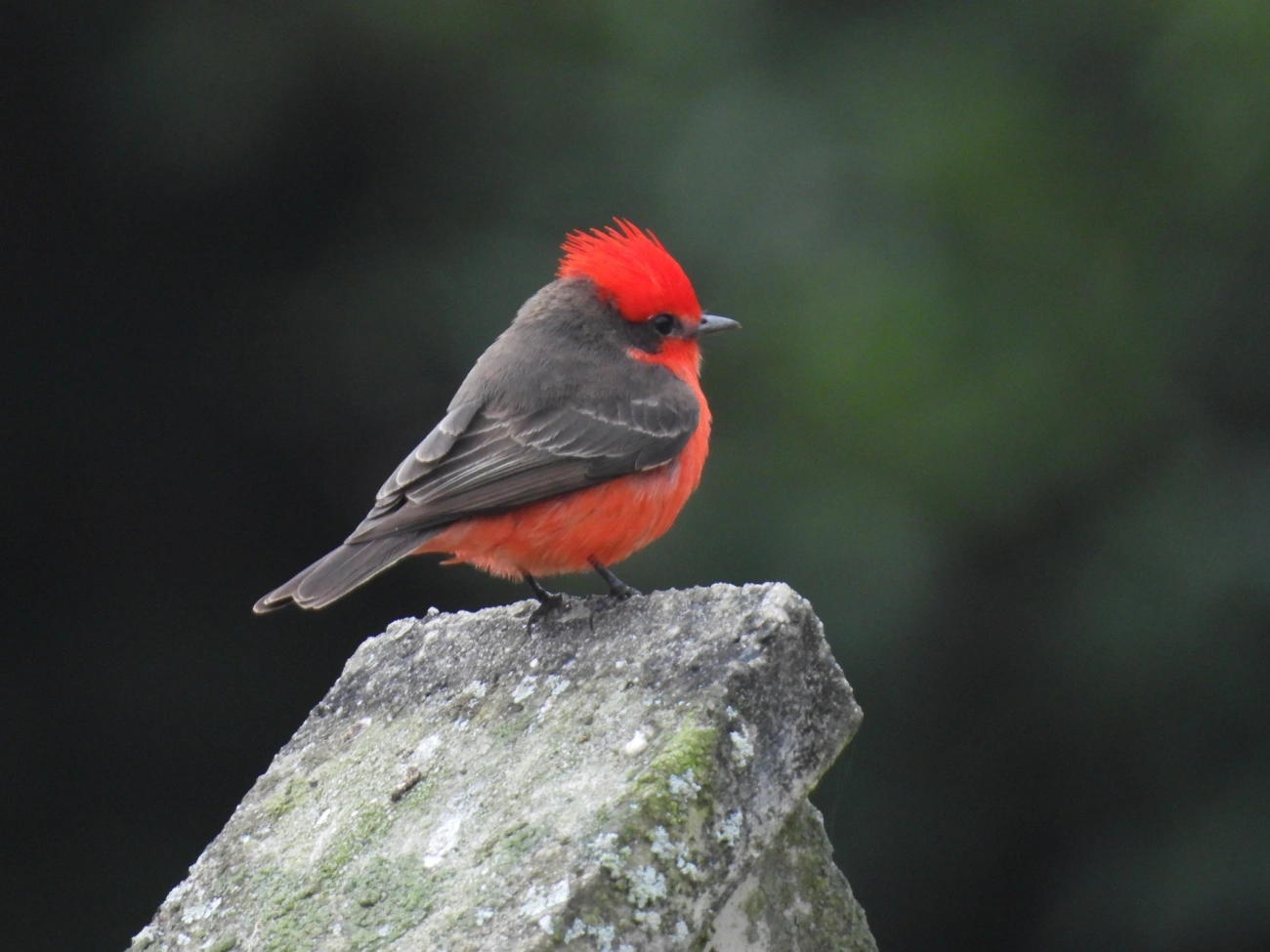 Príncipe (Pyrocephalus rubinus), aves, fotografado em Maresias, São Sebastião
