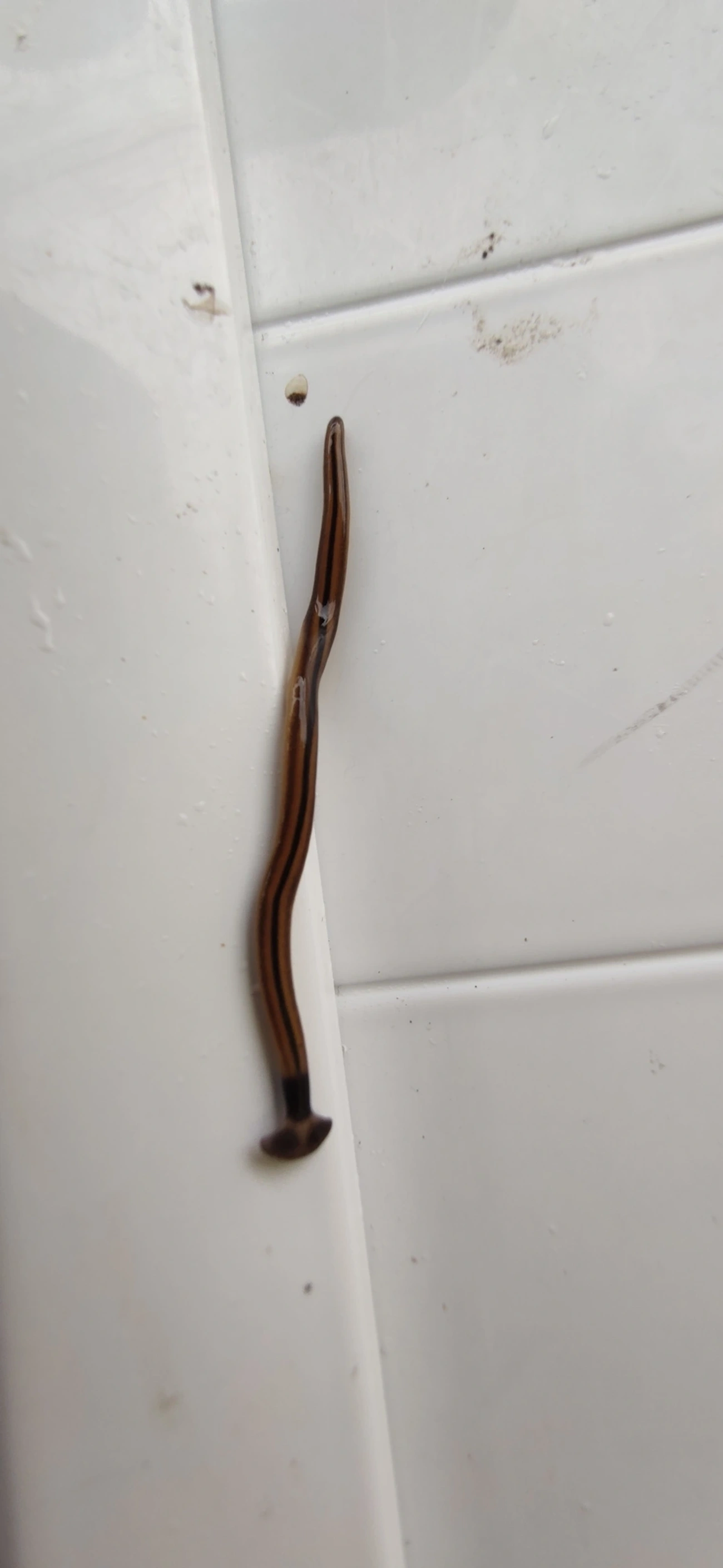 Planária-cabeça-de-martelo (Bipalium vagum), outros, fotografado em Maresias, São Sebastião