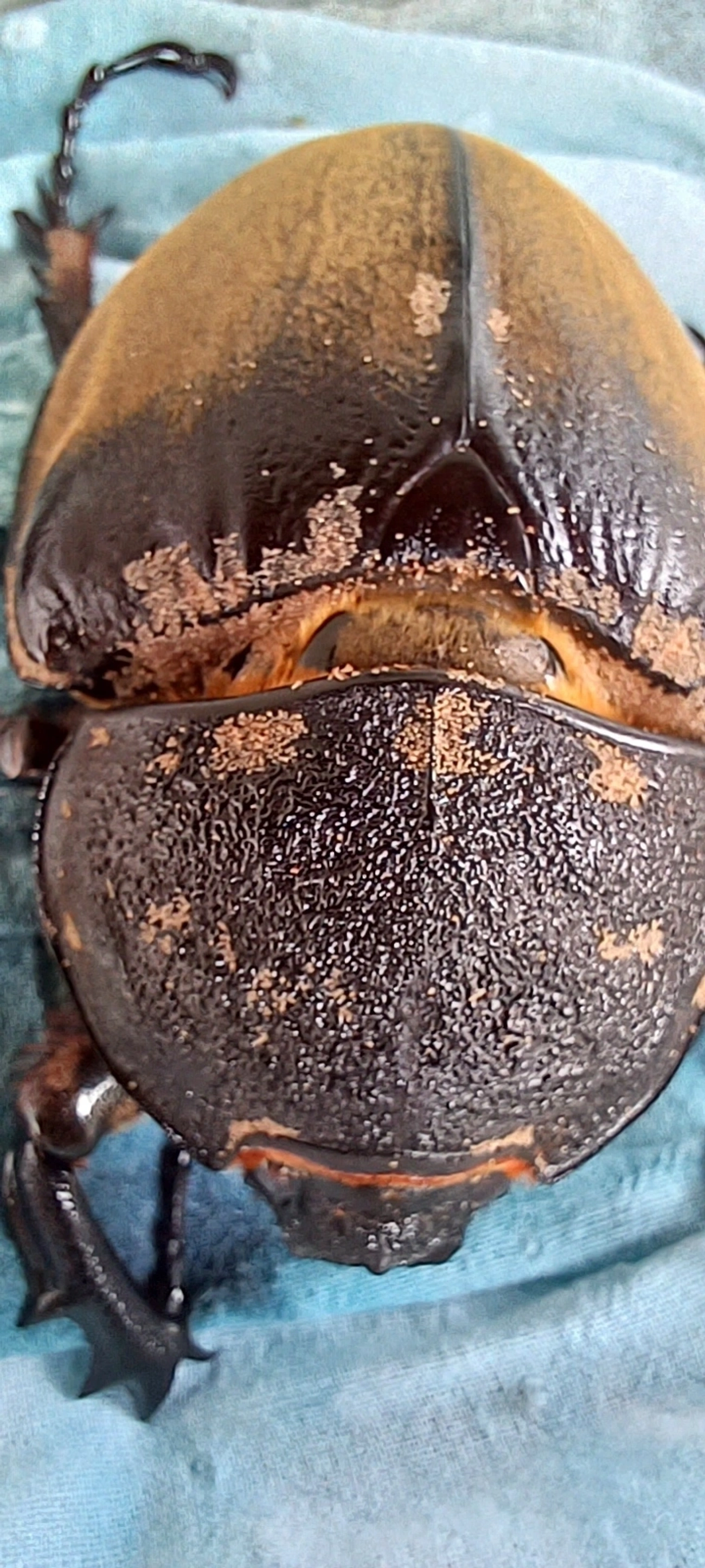 Megasoma, insetos, fotografado em Maresias, São Sebastião