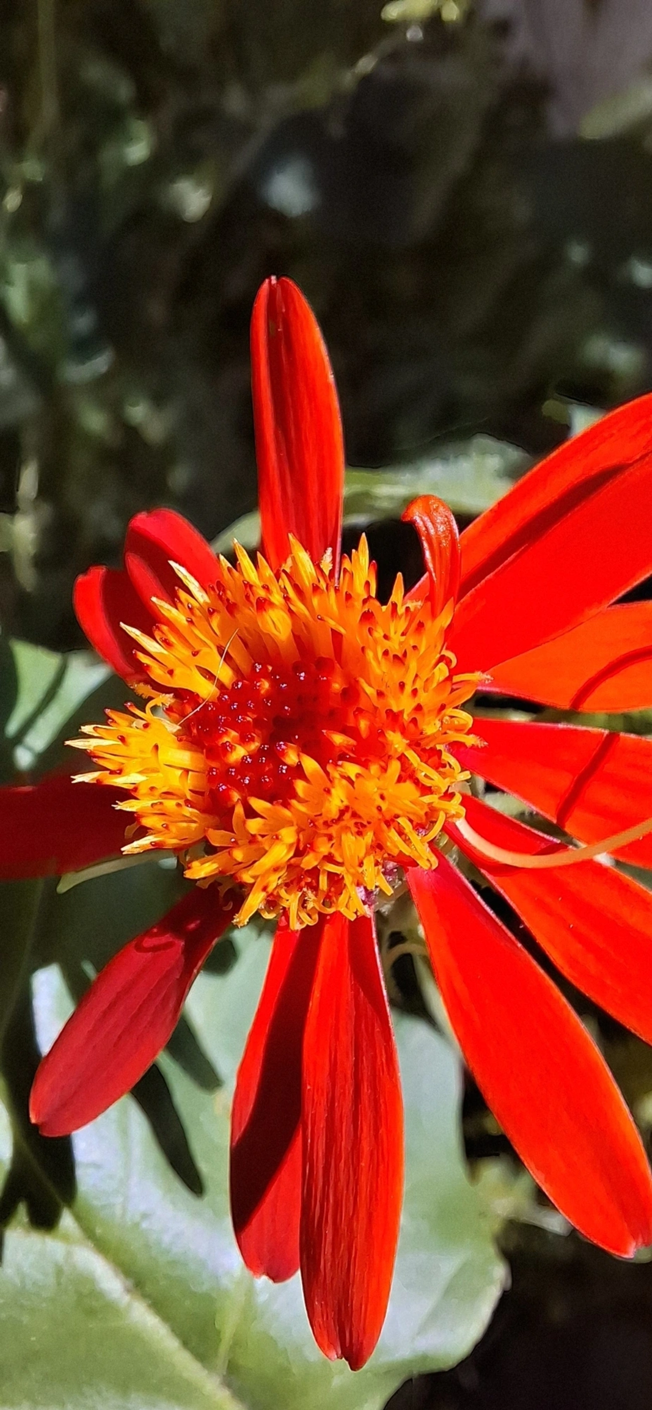 Margarida-do-mato-vermelha (Pseudogynoxys benthamii), plantas, fotografado em Maresias, São Sebastião
