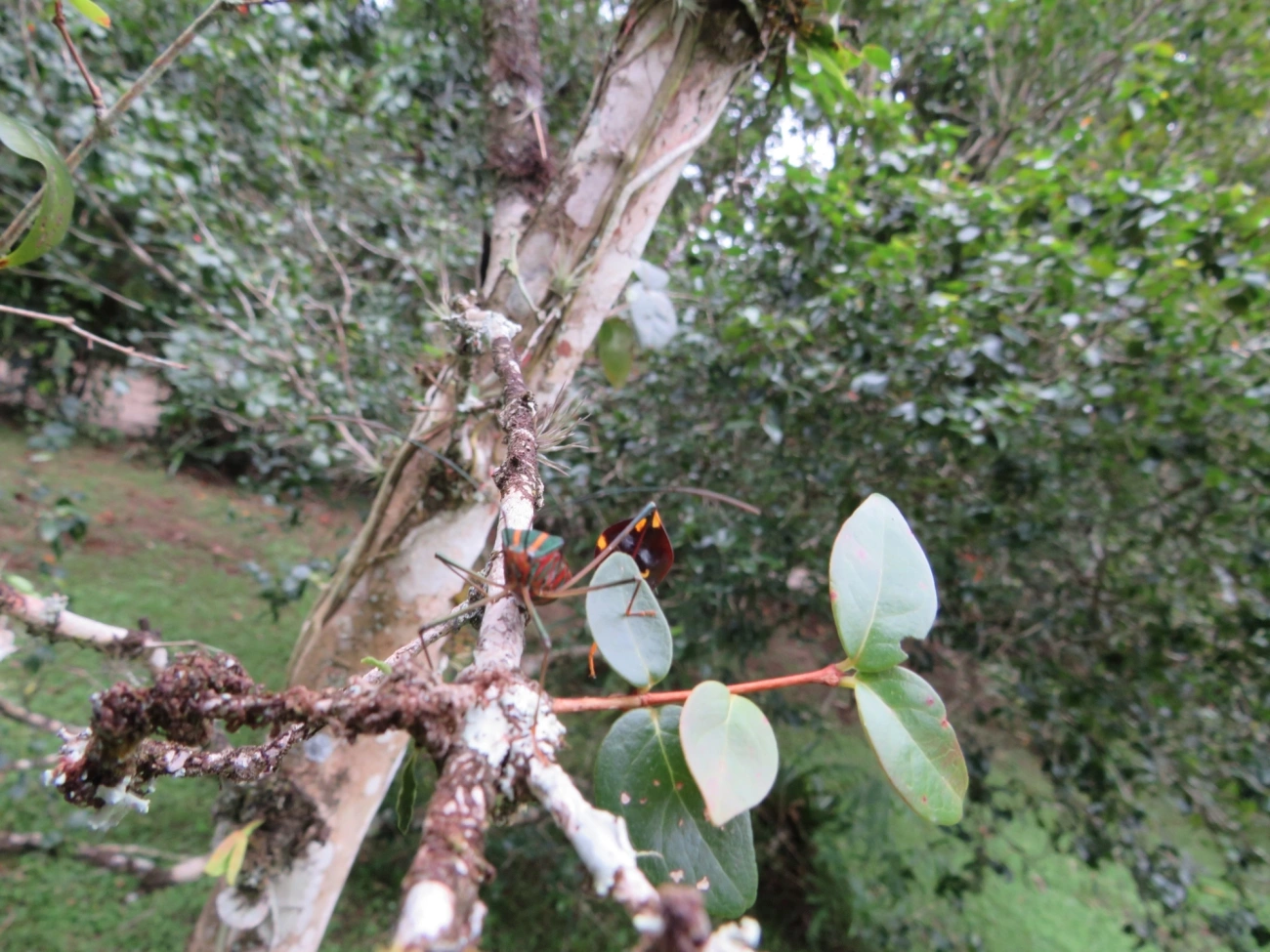 Percevejo-do-maracujá (Diactor bilineatus), insetos, fotografado em Maresias, São Sebastião