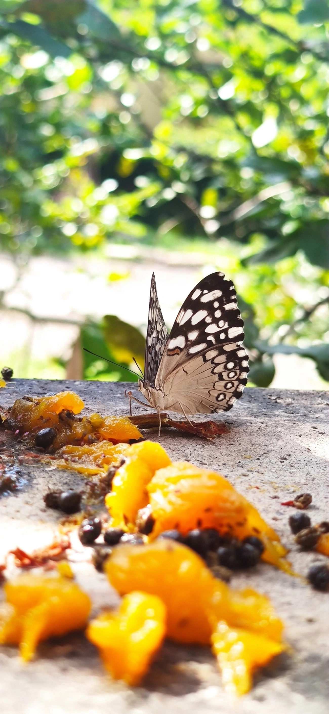 Borboleta-estaladeira (Hamadryas feronia), insetos, fotografado em Maresias, São Sebastião