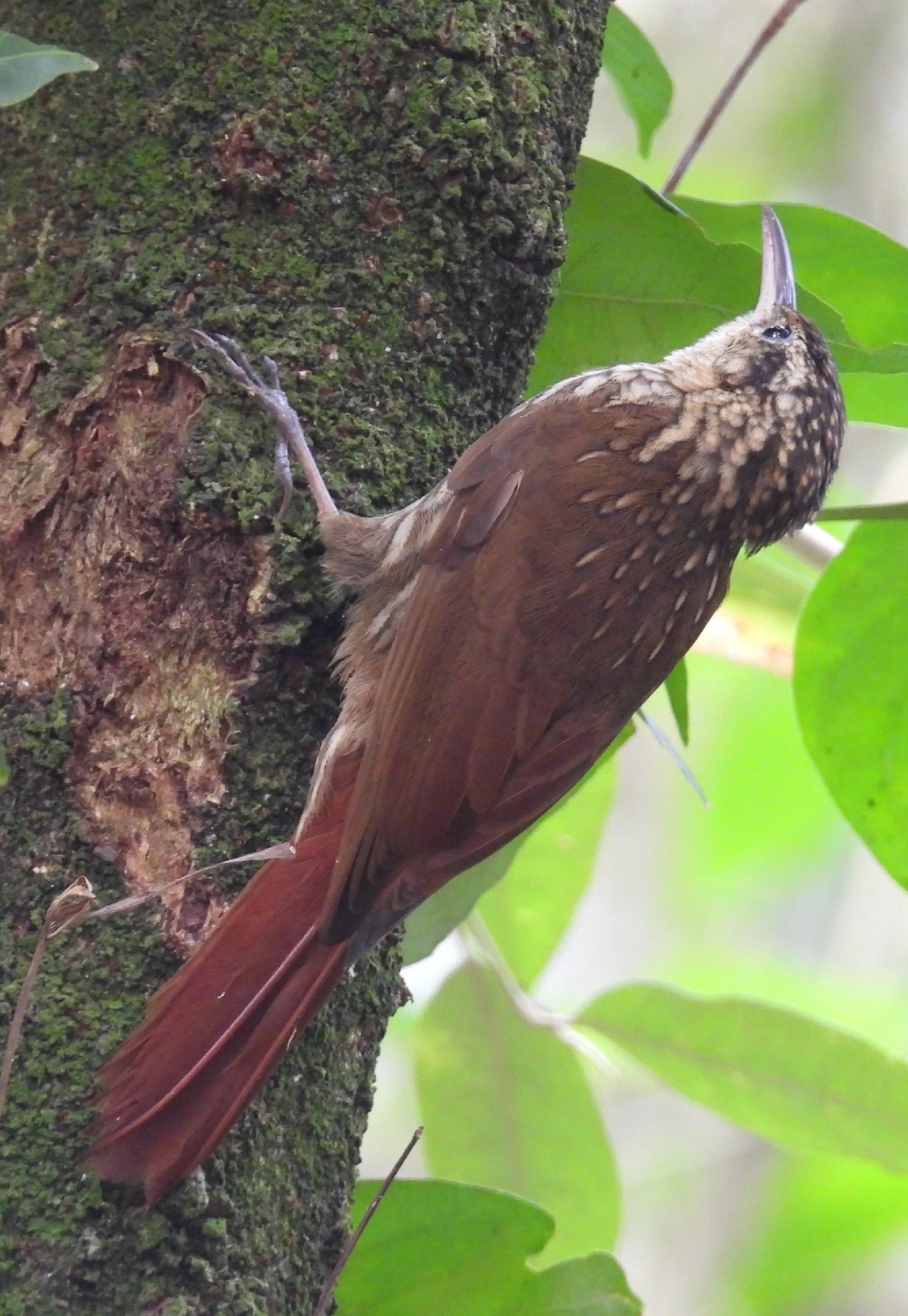 Arapaçu-rajado (Xiphorhynchus fuscus), aves, fotografado em Eng. d'Água, Ilhabela