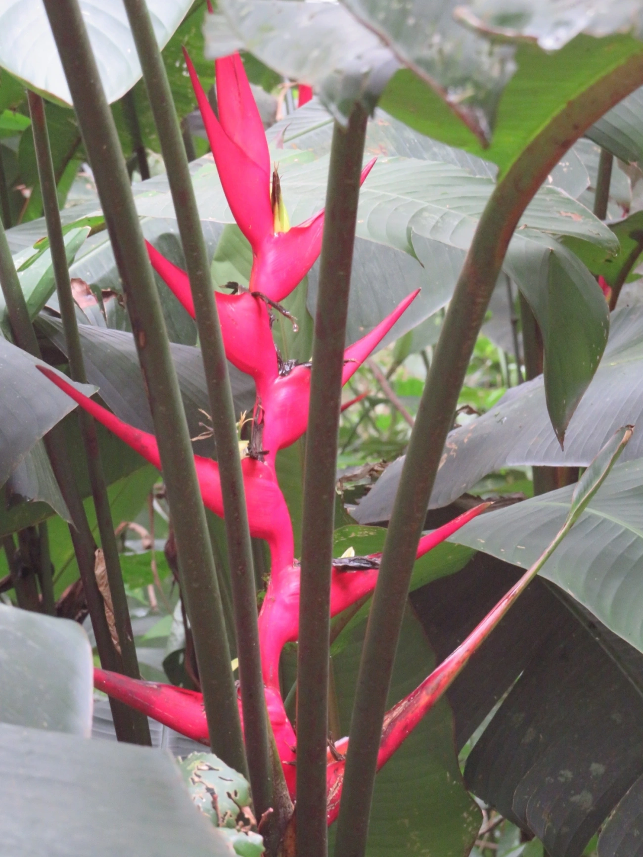 Caeté (Heliconia farinosa), plantas, fotografado em Indaiá, Caraguatatuba
