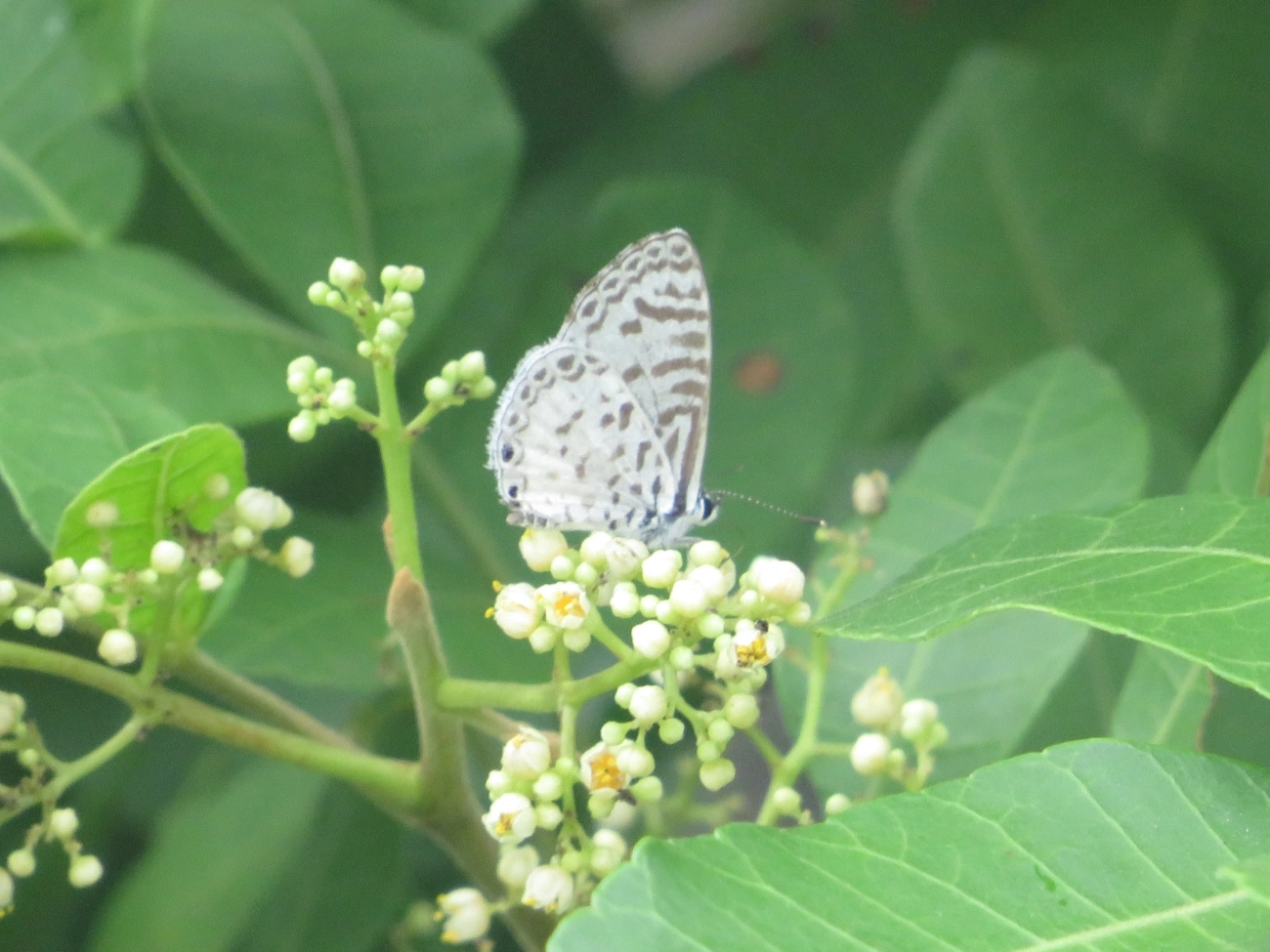 Borboleta-emília (Leptotes cassius), insetos, fotografado em Maresias, São Sebastião