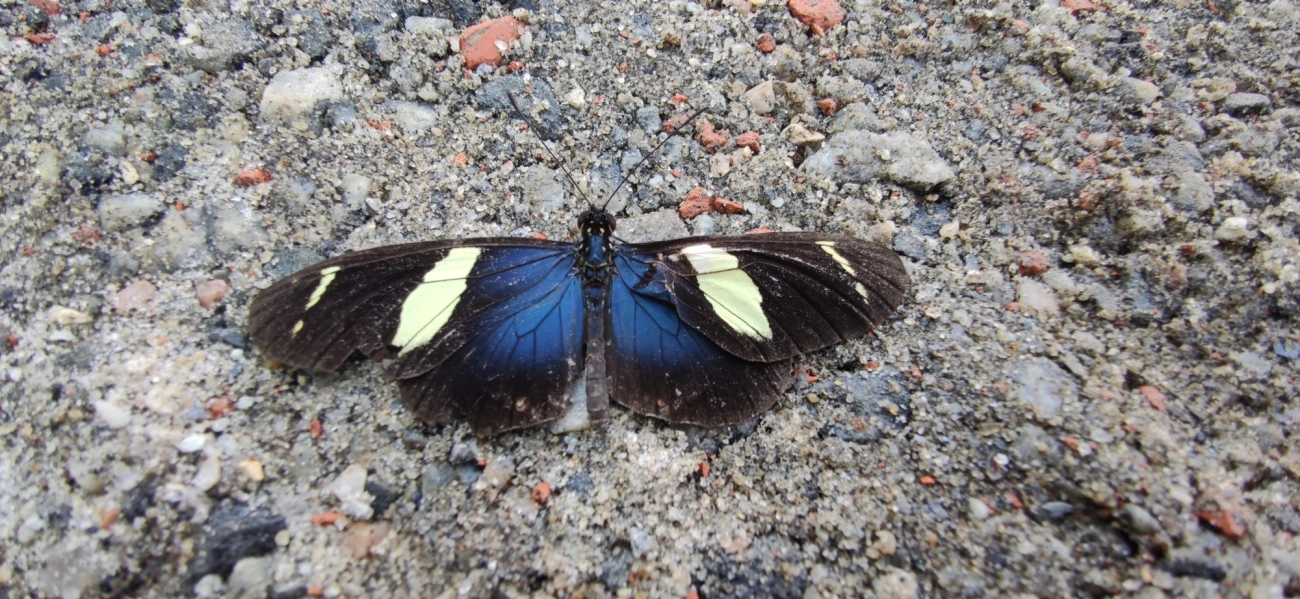 Borboleta-sara (Heliconius sara), insetos, fotografado em Maresias, São Sebastião