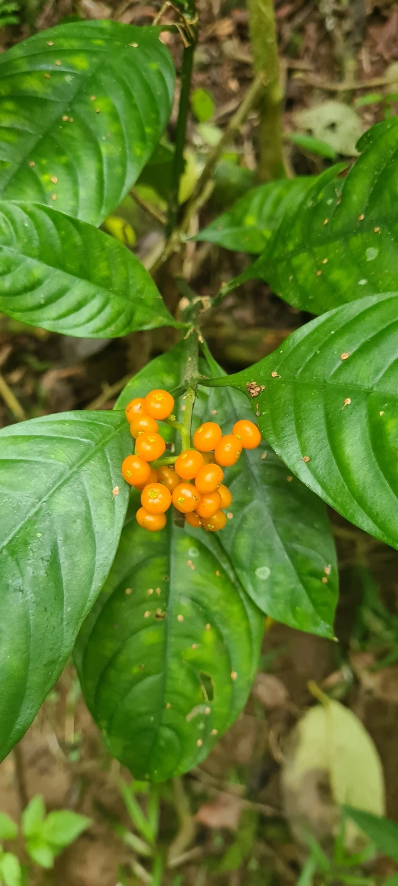 Palicourea racemosa, plantas, fotografado em Maresias, São Sebastião