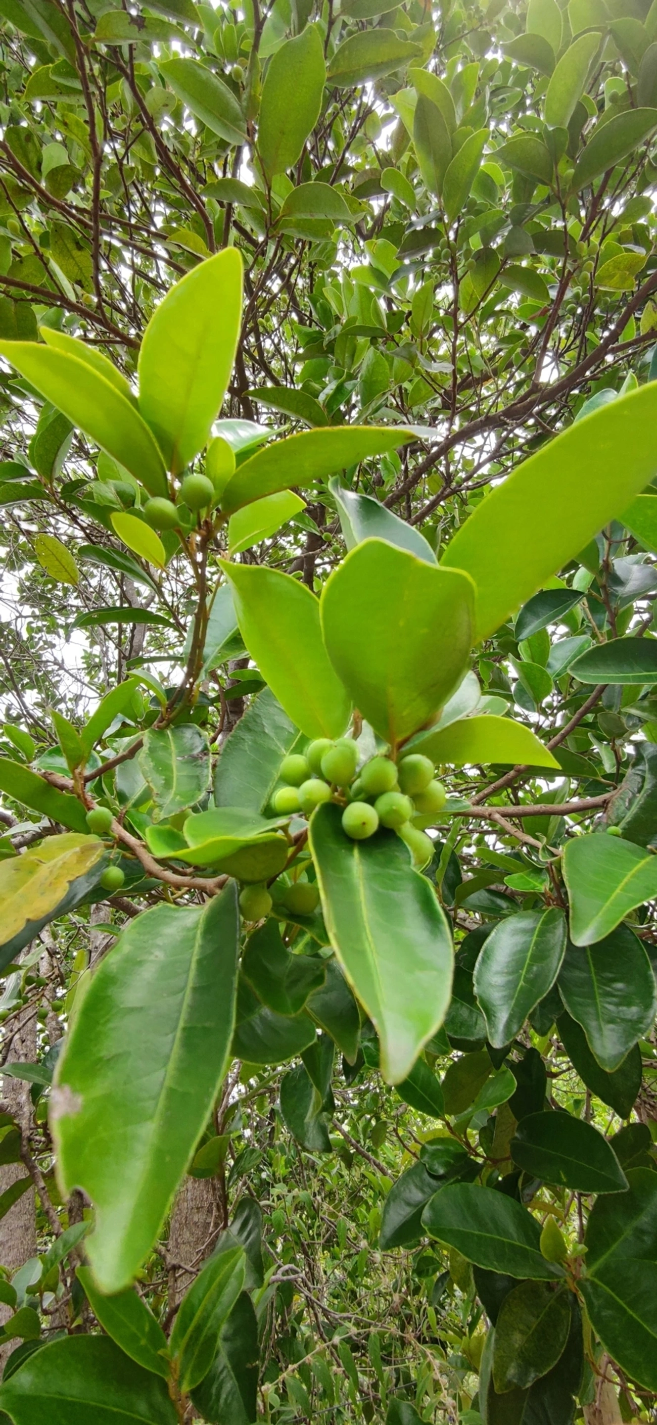 Figueira microcarpa (Ficus microcarpa), plantas, fotografado em Paúba, São Sebastião