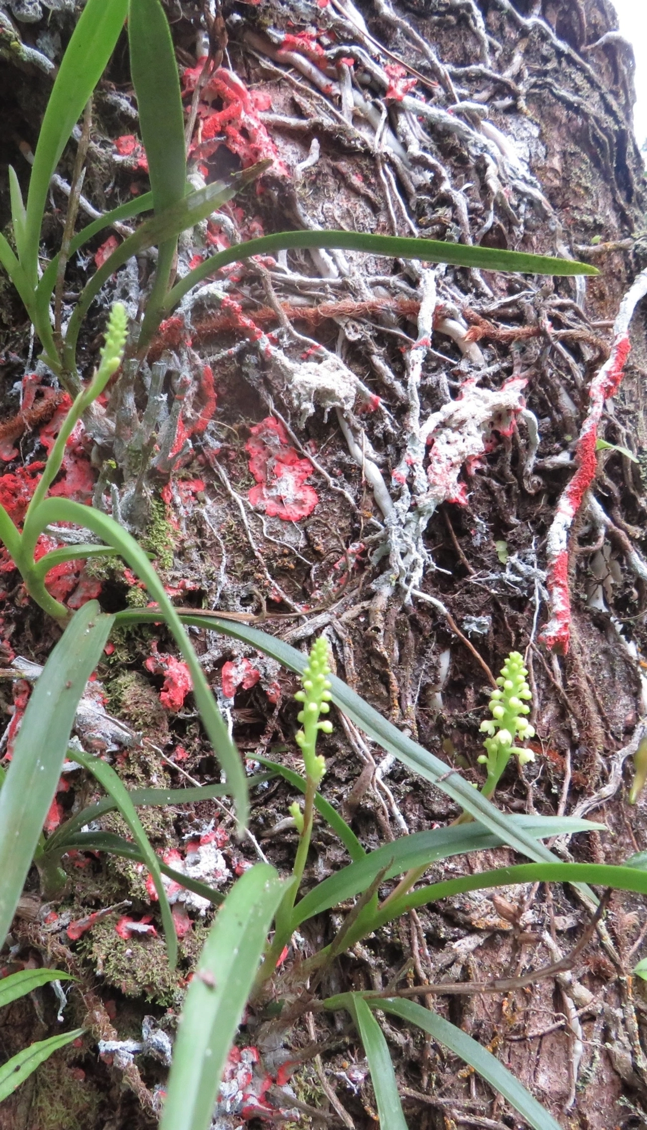 Polystachya, plantas, fotografado em Maresias, São Sebastião