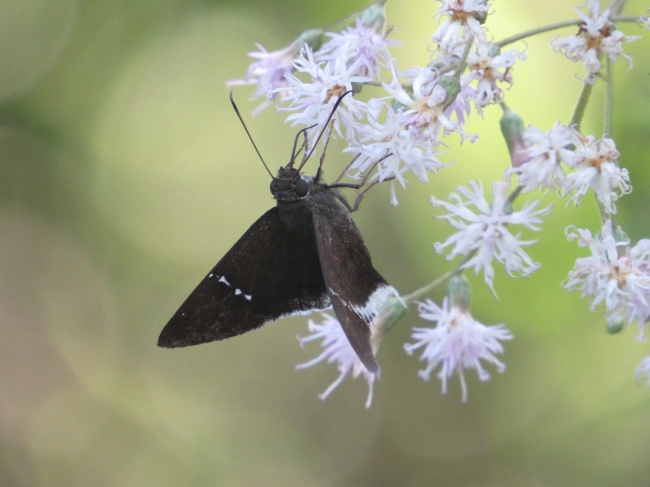 Eudaminae, insetos, fotografado em Maresias, São Sebastião