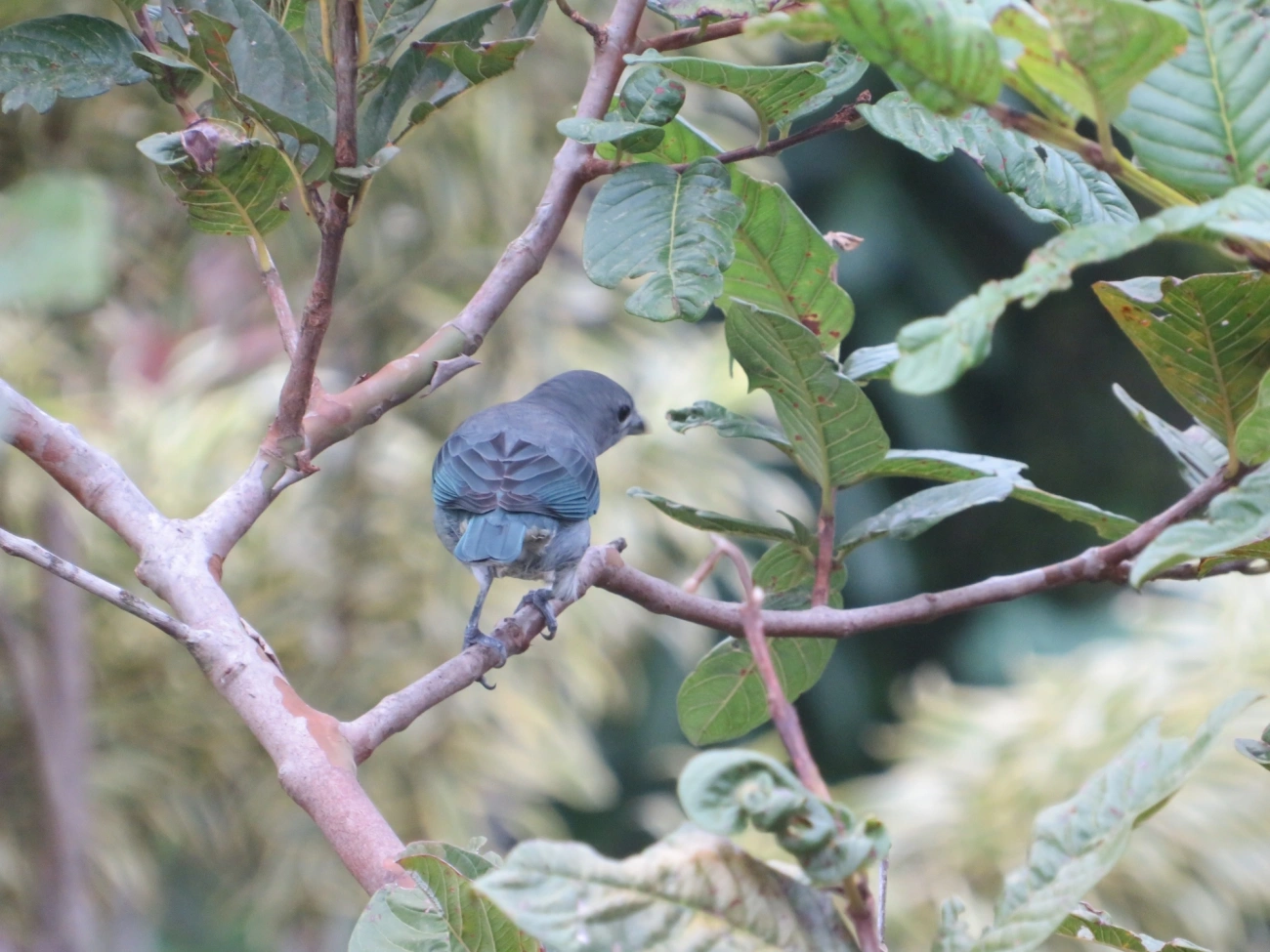 Sanhaço-cinzento (Thraupis sayaca), aves, fotografado em Maresias, São Sebastião