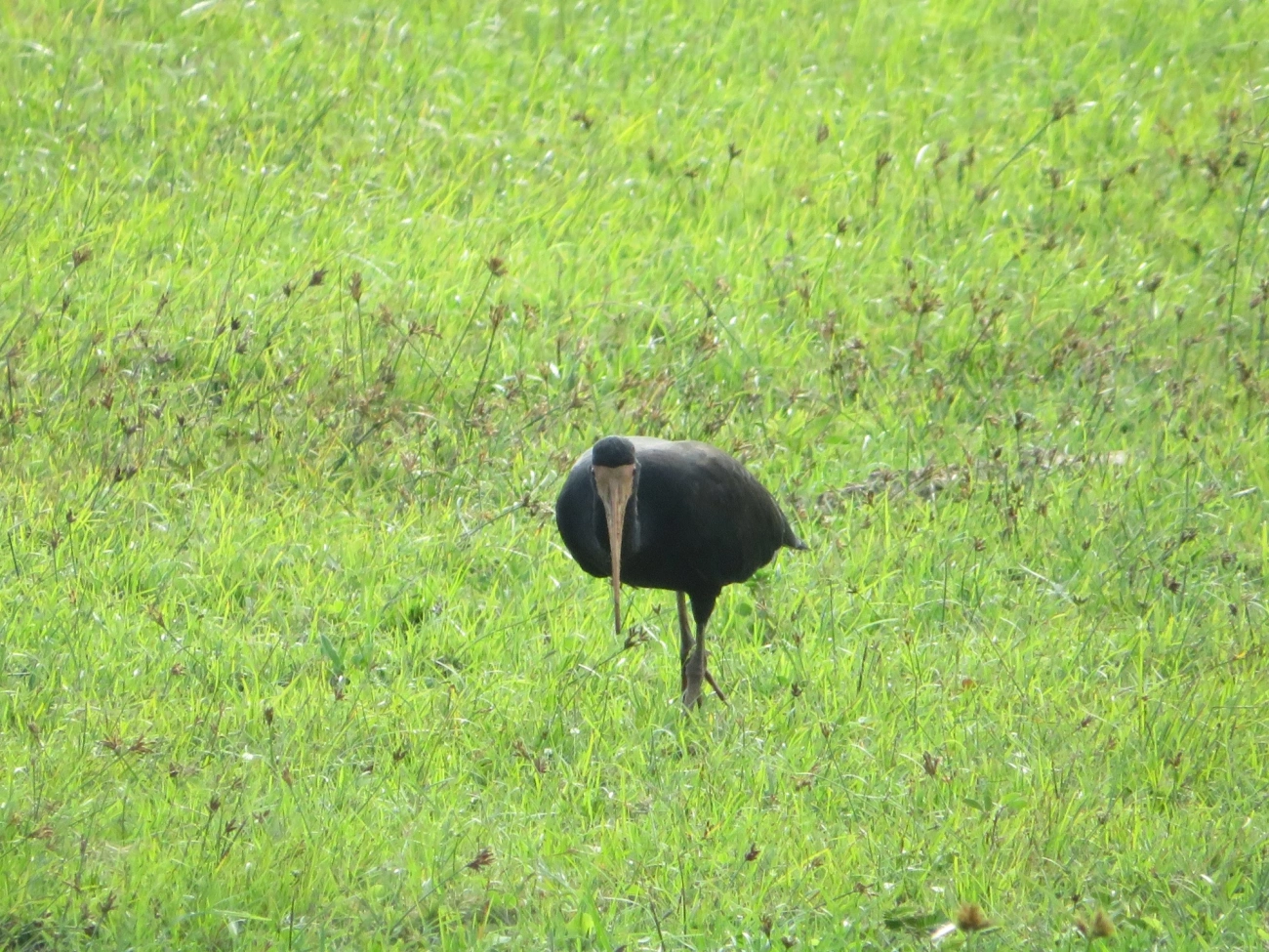 Tapicuru (Phimosus infuscatus), aves, fotografado em Maresias, São Sebastião