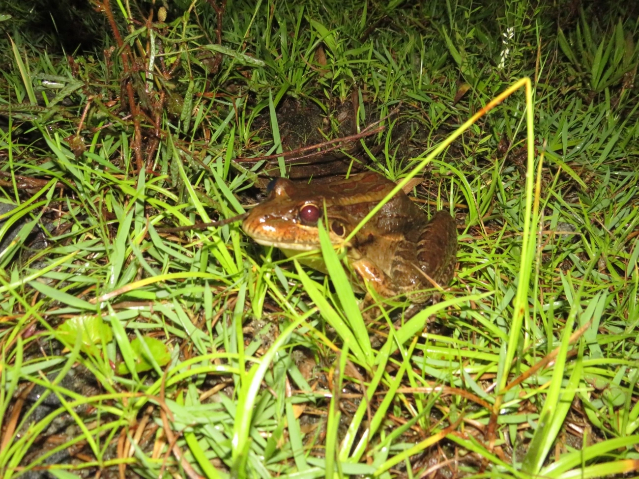Rã-manteiga (Leptodactylus latrans), anfíbios, fotografado em Maresias, São Sebastião