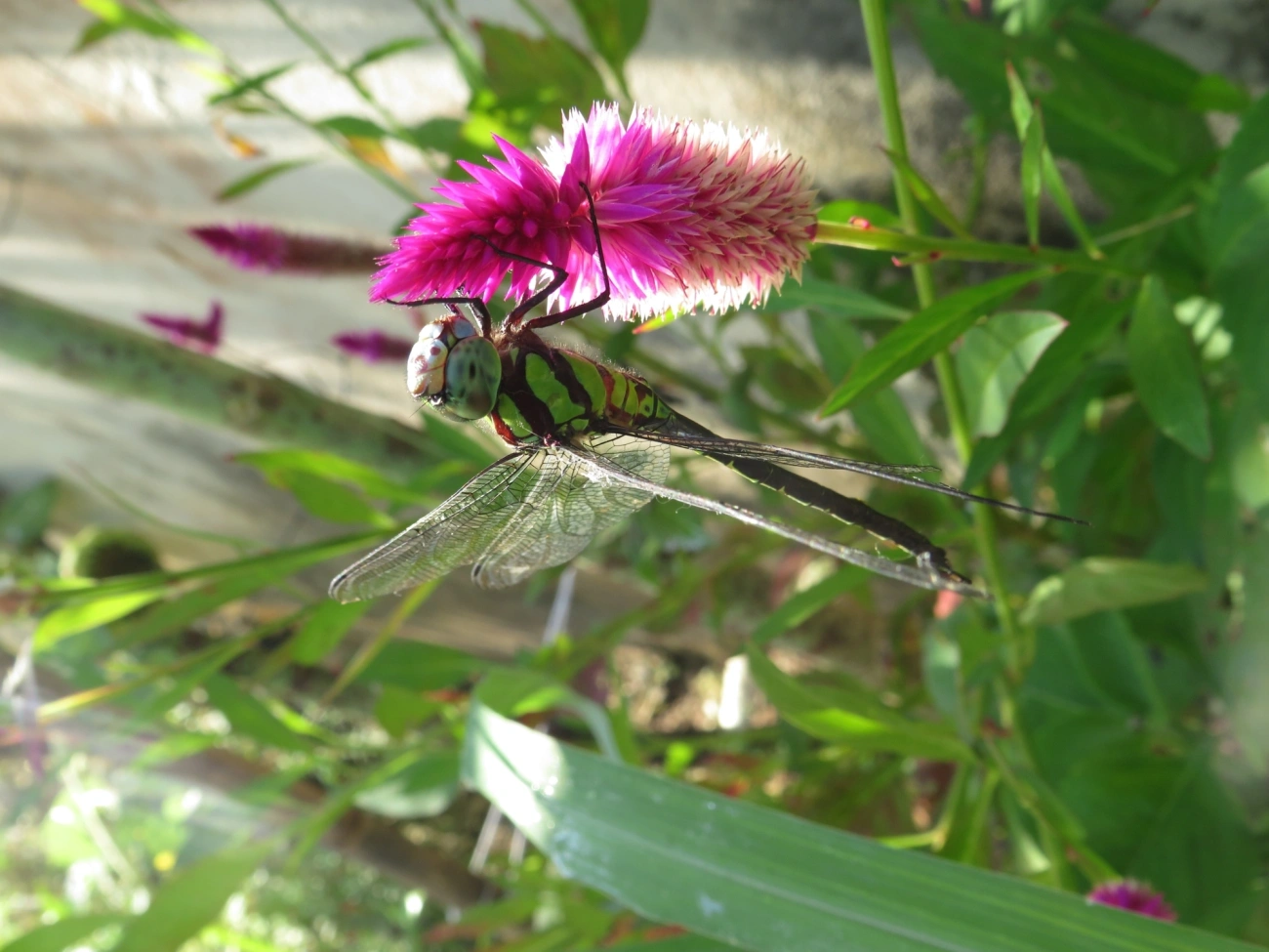 Libélula-de-cara-azul (Coryphaeschna adnexa), insetos, fotografado em Maresias, São Sebastião