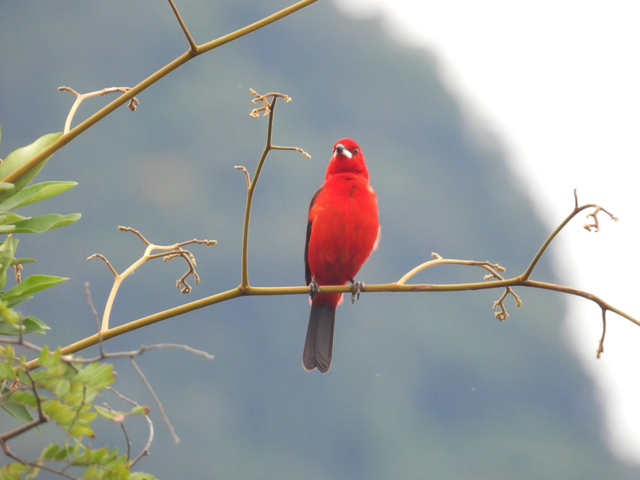 Tiê-sangue (Ramphocelus bresilius), aves, fotografado em Maresias, São Sebastião