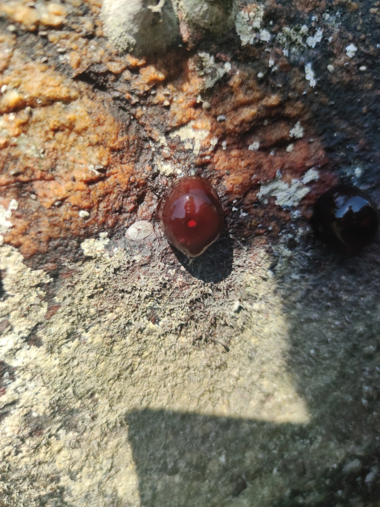 Anêmona-das-Bermudas (Actinia bermudensis), cnidários, fotografado em Maresias, São Sebastião
