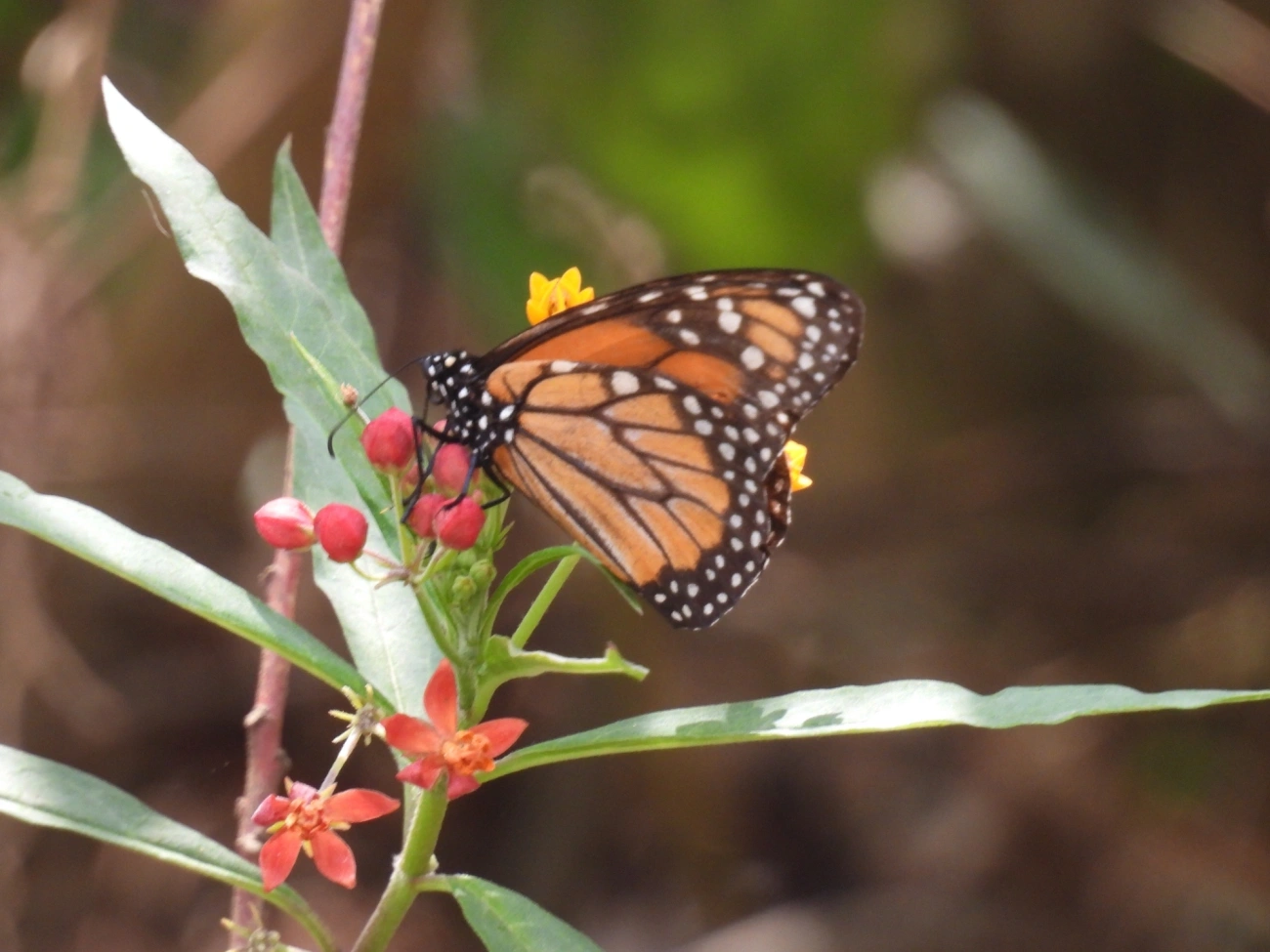 Monarca (Danaus erippus), insetos, fotografado em Itamonte