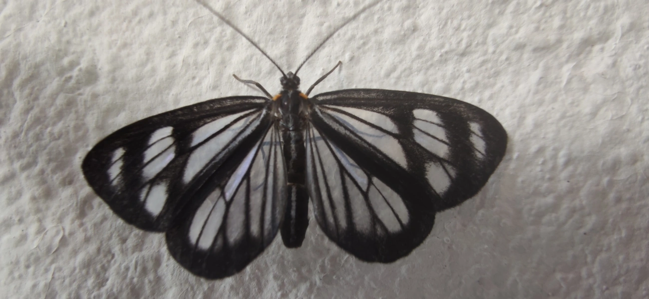 Dioptis restricta, insetos, fotografado em Maresias, São Sebastião