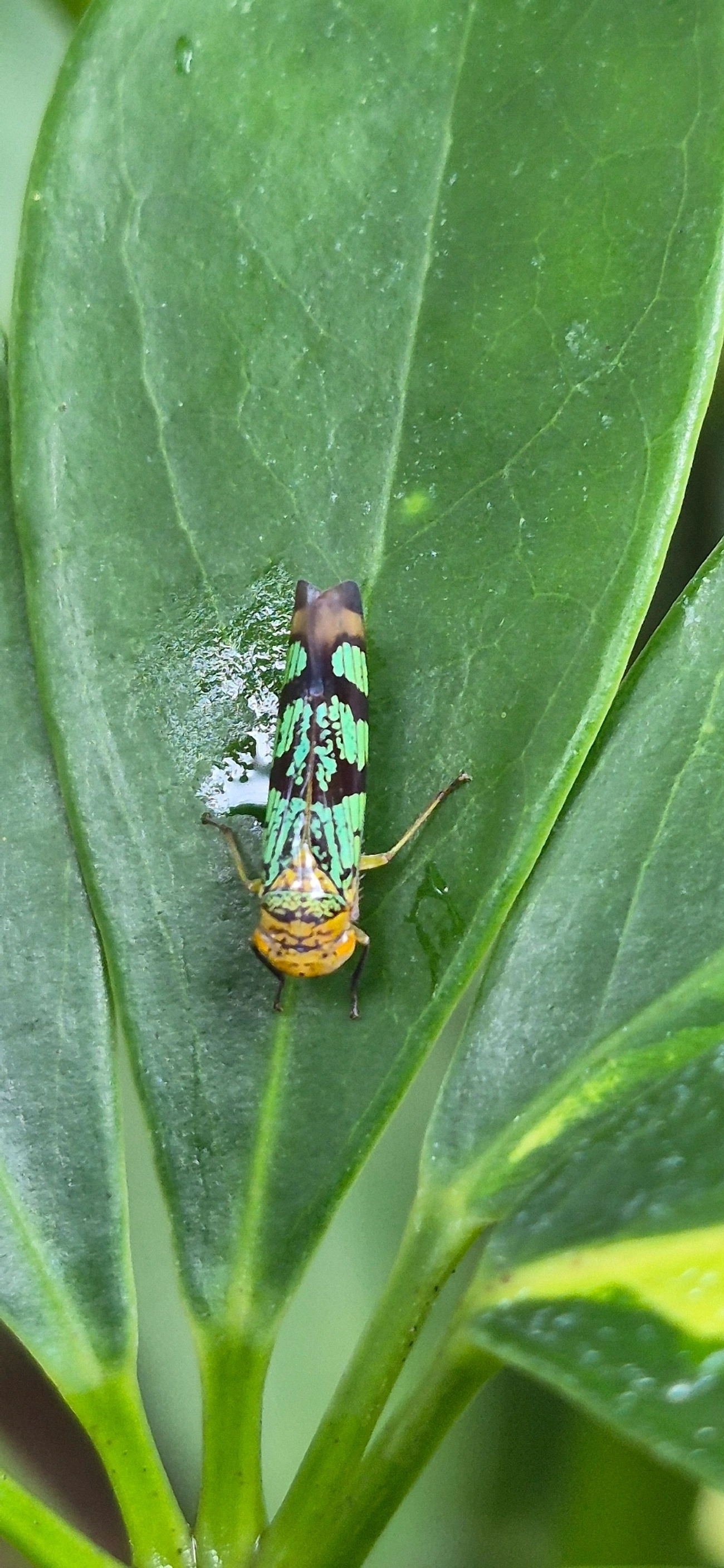 Amblyscarta, insetos, fotografado em Maresias, São Sebastião