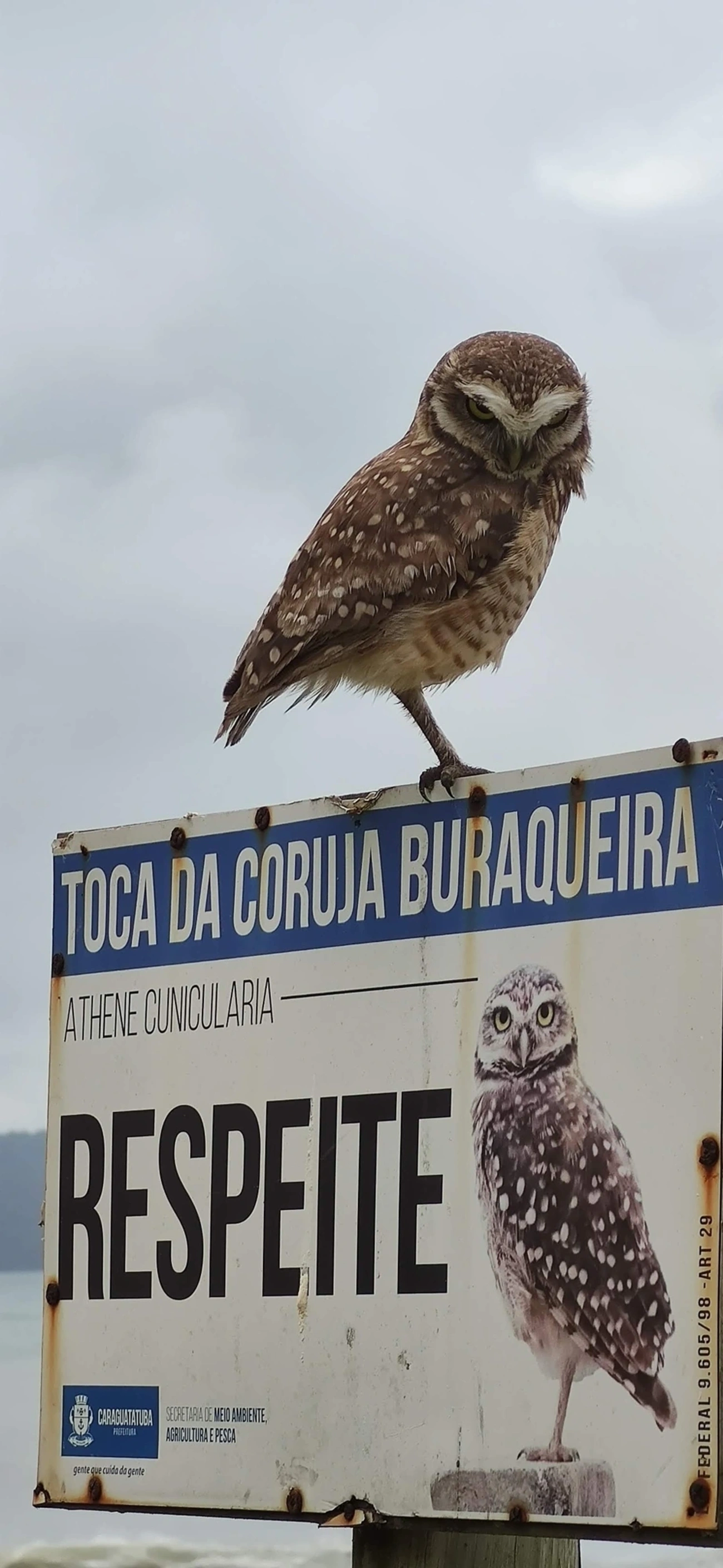 Coruja-buraqueira (Athene cunicularia), aves, fotografado em Caraguatatuba