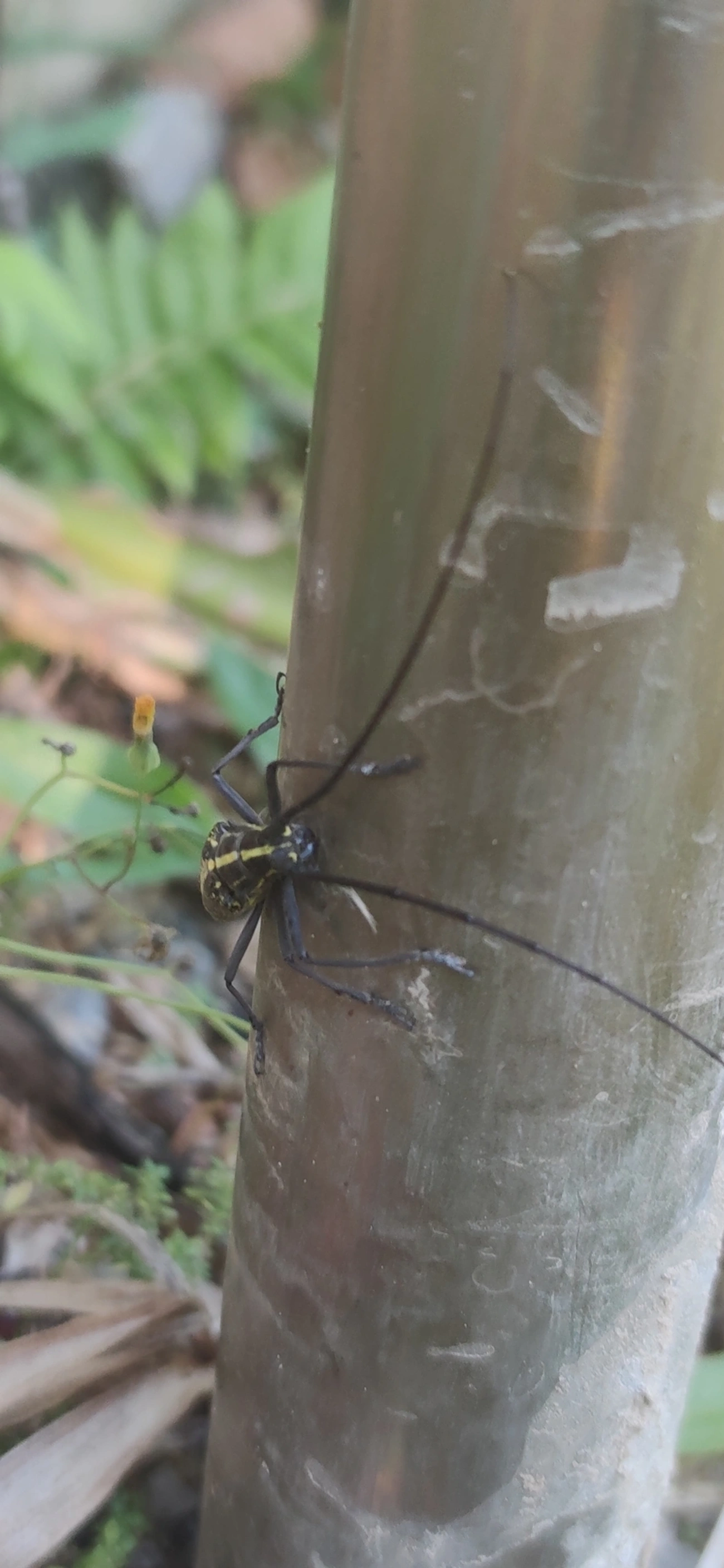 Serra-pau (Taeniotes amazonum), insetos, fotografado em Maresias, São Sebastião