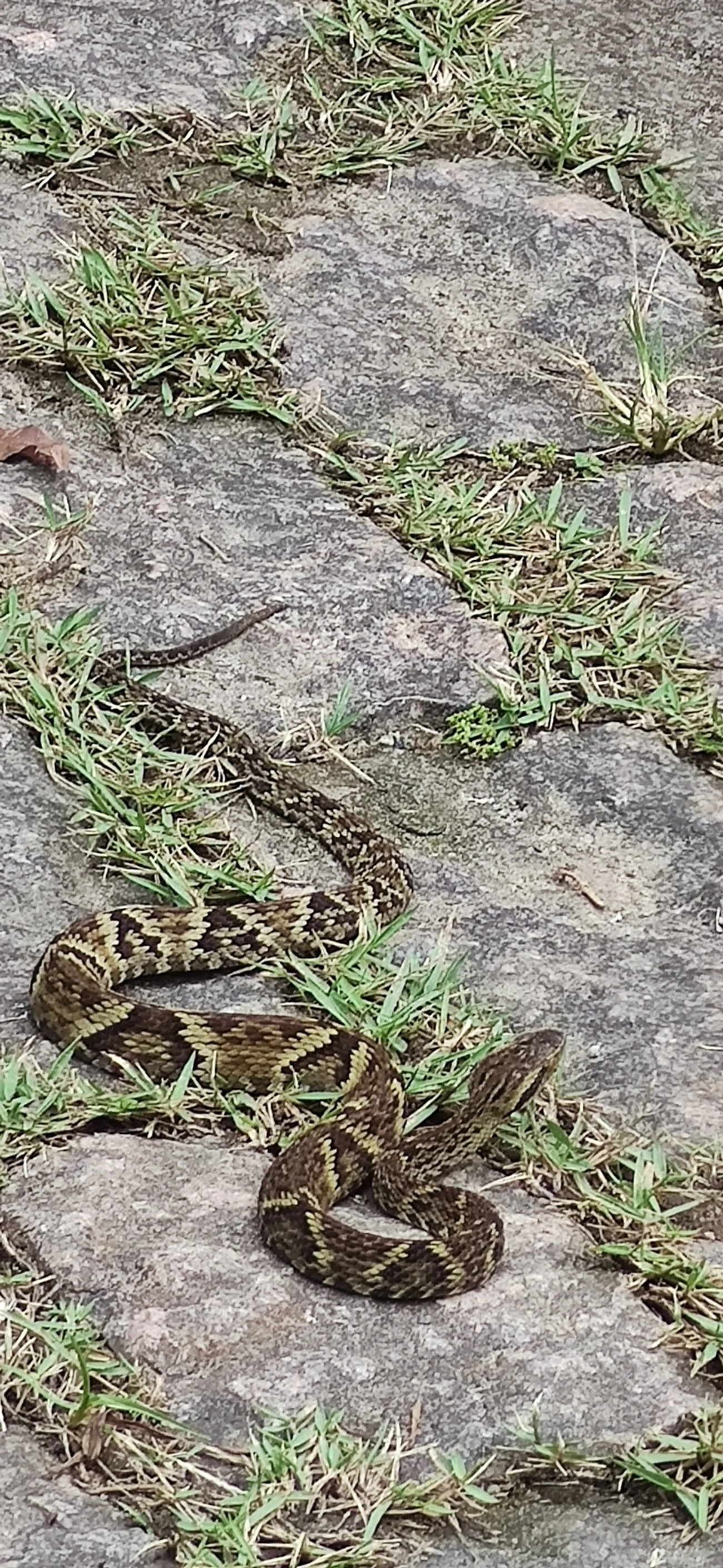 Jararaca-da-mata (Bothrops jararaca), répteis, fotografado em Maresias, São Sebastião