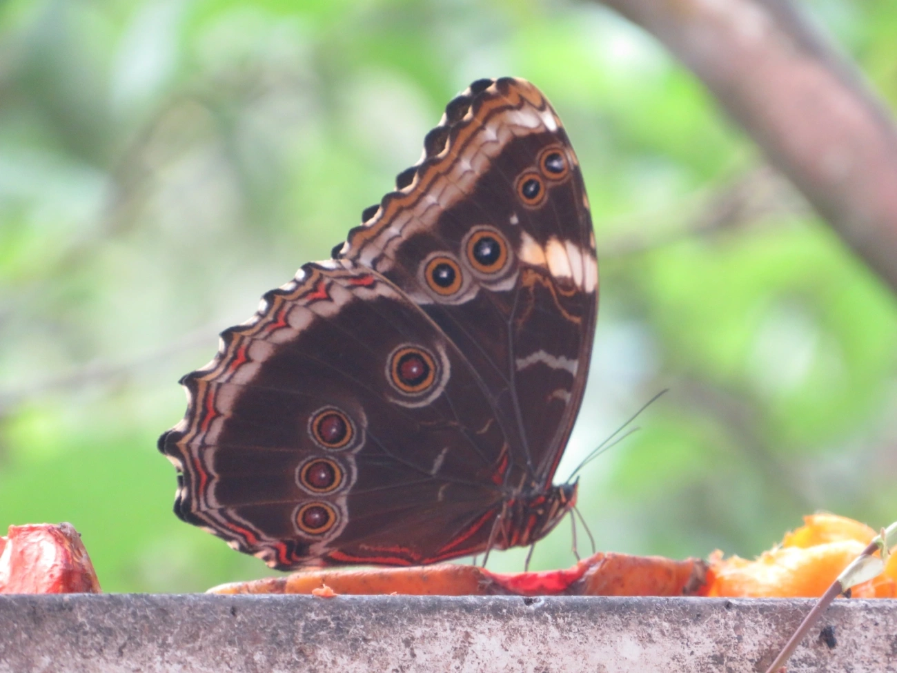 Borboletas-azuis (Morpho), insetos, fotografado em Maresias, São Sebastião