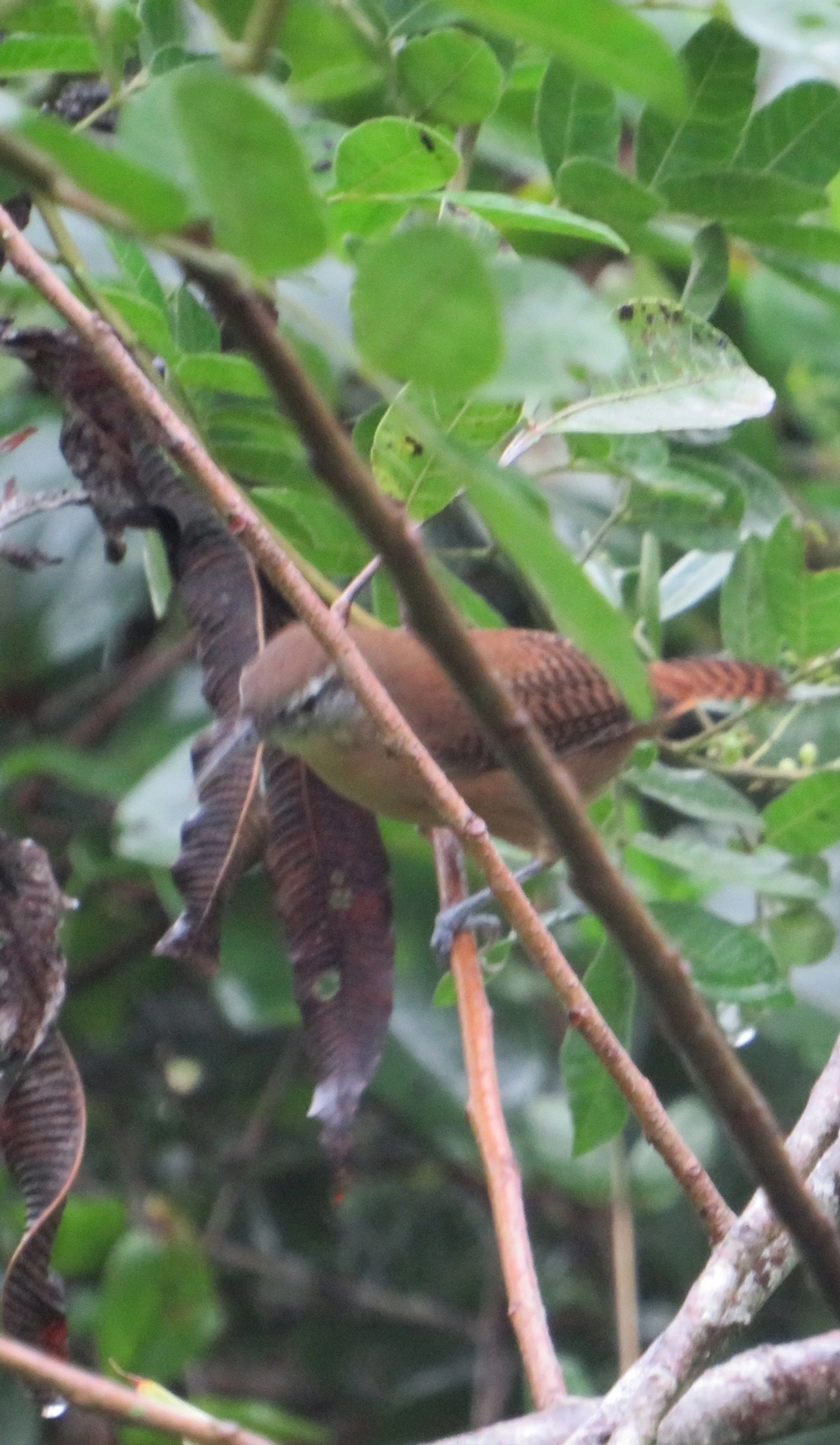 Garrinchão-de-bico-grande (Cantorchilus longirostris), aves, fotografado em Maresias, São Sebastião
