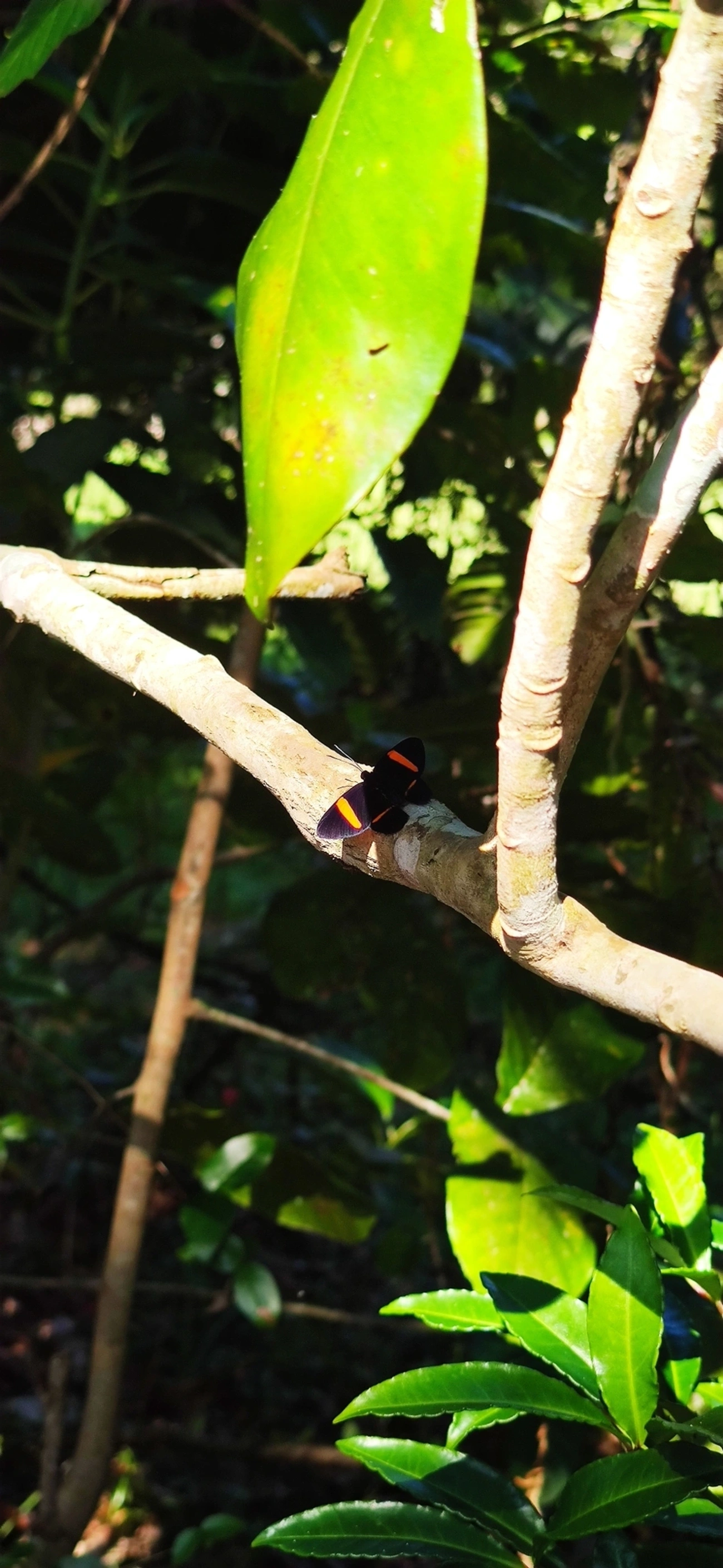 Panara jarbas, insetos, fotografado em Maresias, São Sebastião