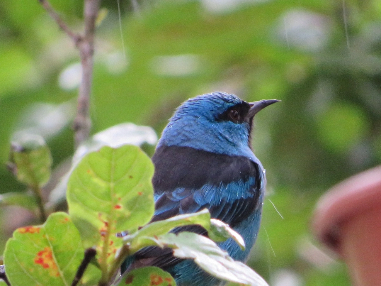 Saí-azul (Dacnis cayana), aves, fotografado em Maresias, São Sebastião
