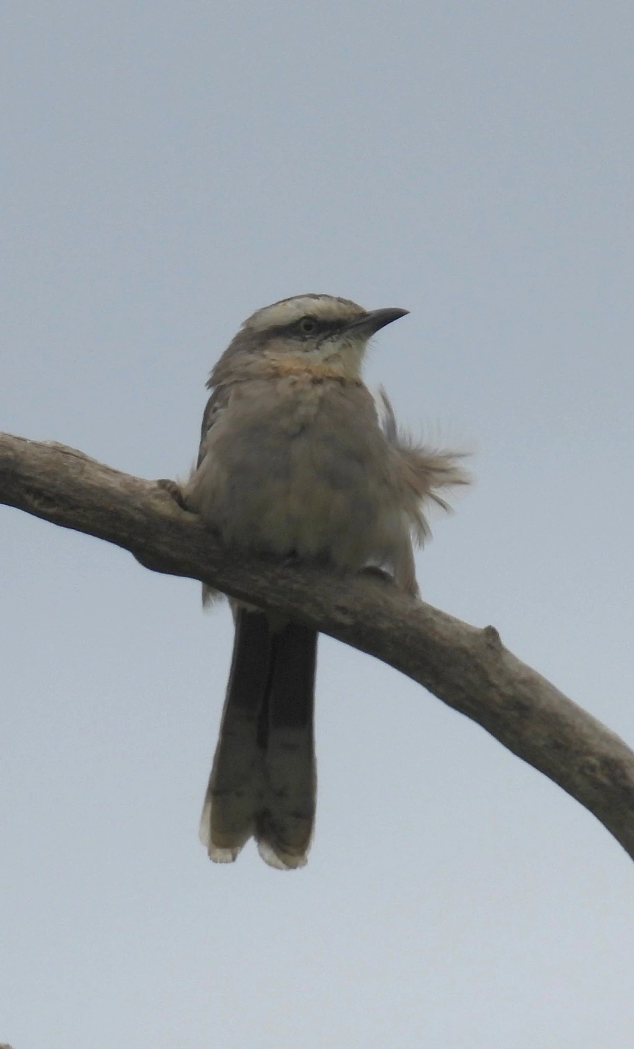 Sabiá-do-campo (Mimus saturninus), aves, fotografado em Queluz