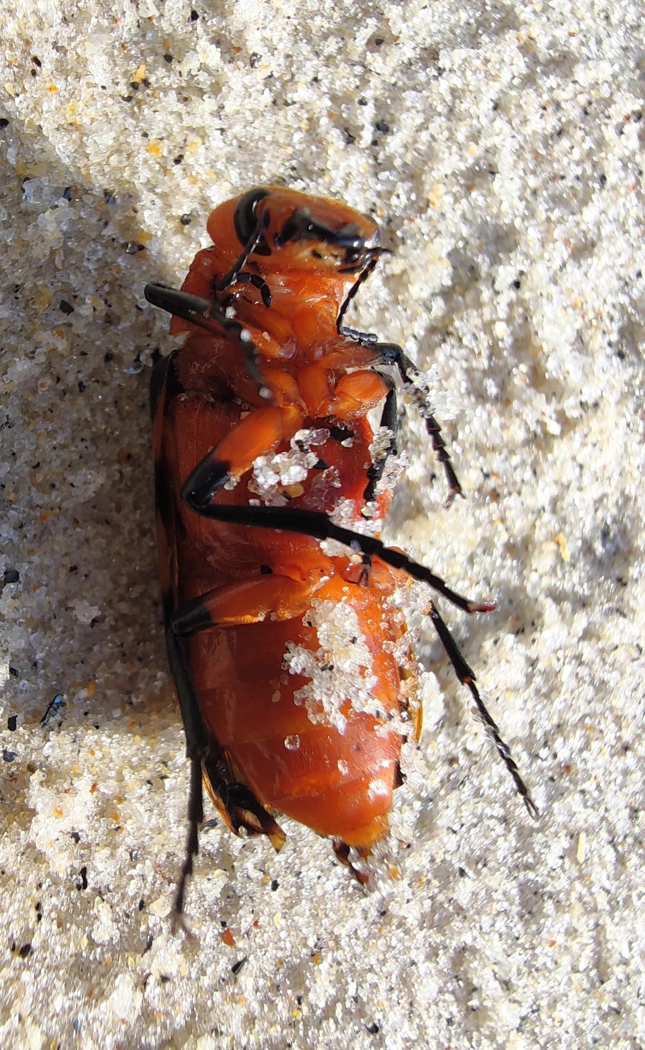 Arrebenta-boi (Cissites maculata), insetos, fotografado em Maresias, São Sebastião