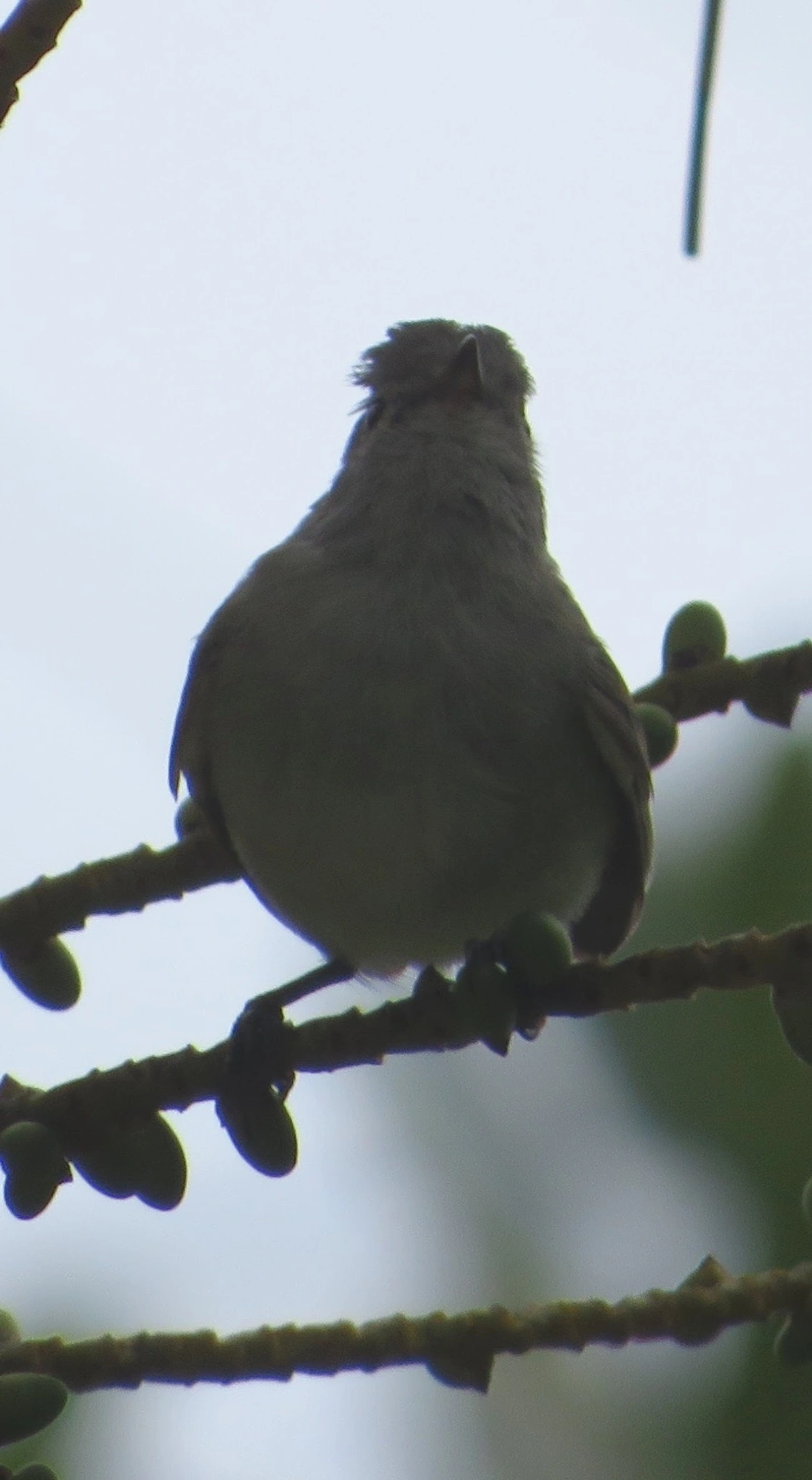 Risadinha (Camptostoma obsoletum), aves, fotografado em Maresias, São Sebastião
