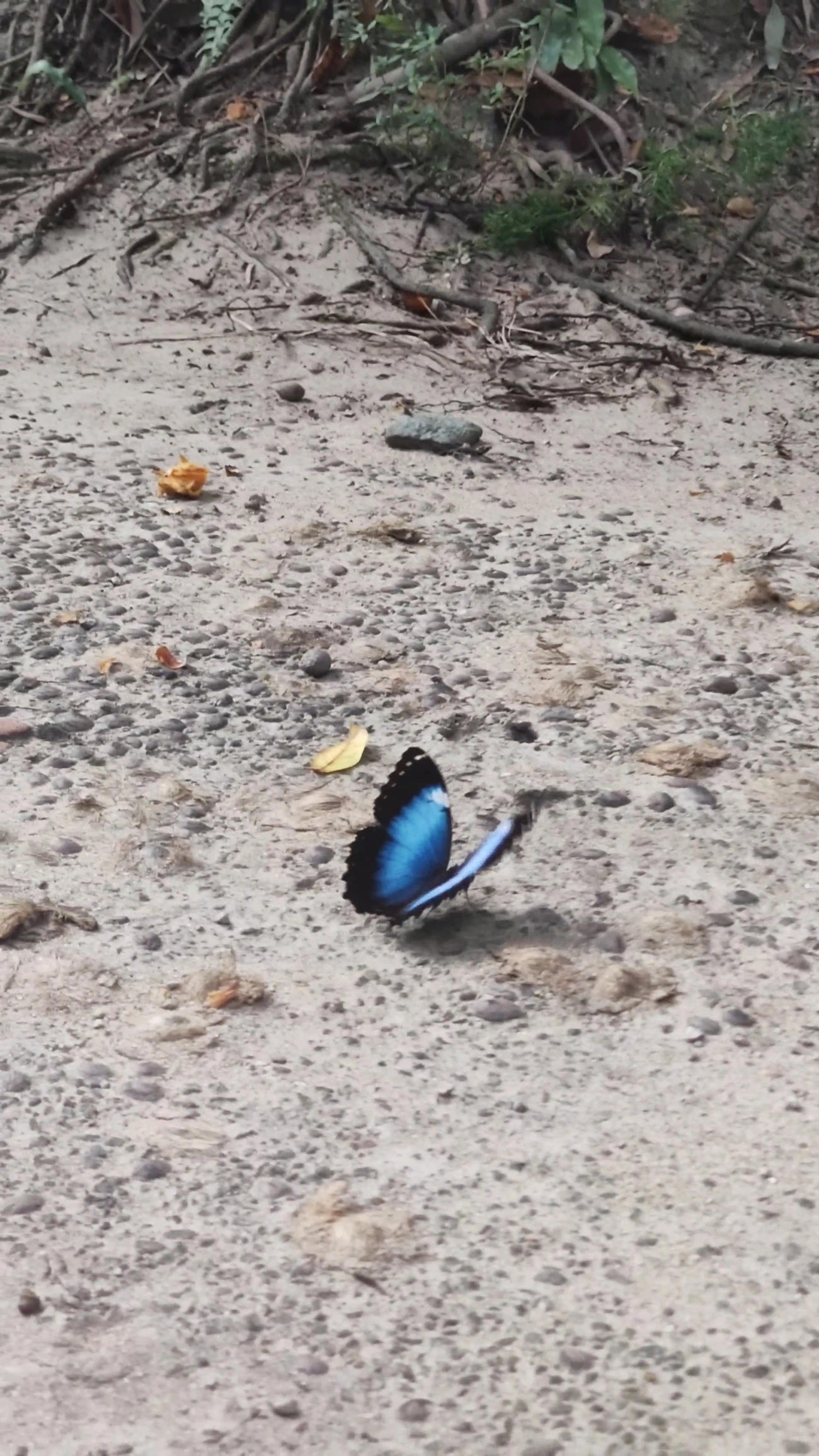 Capitão-do-mato (Morpho helenor), insetos, fotografado em Maresias, São Sebastião