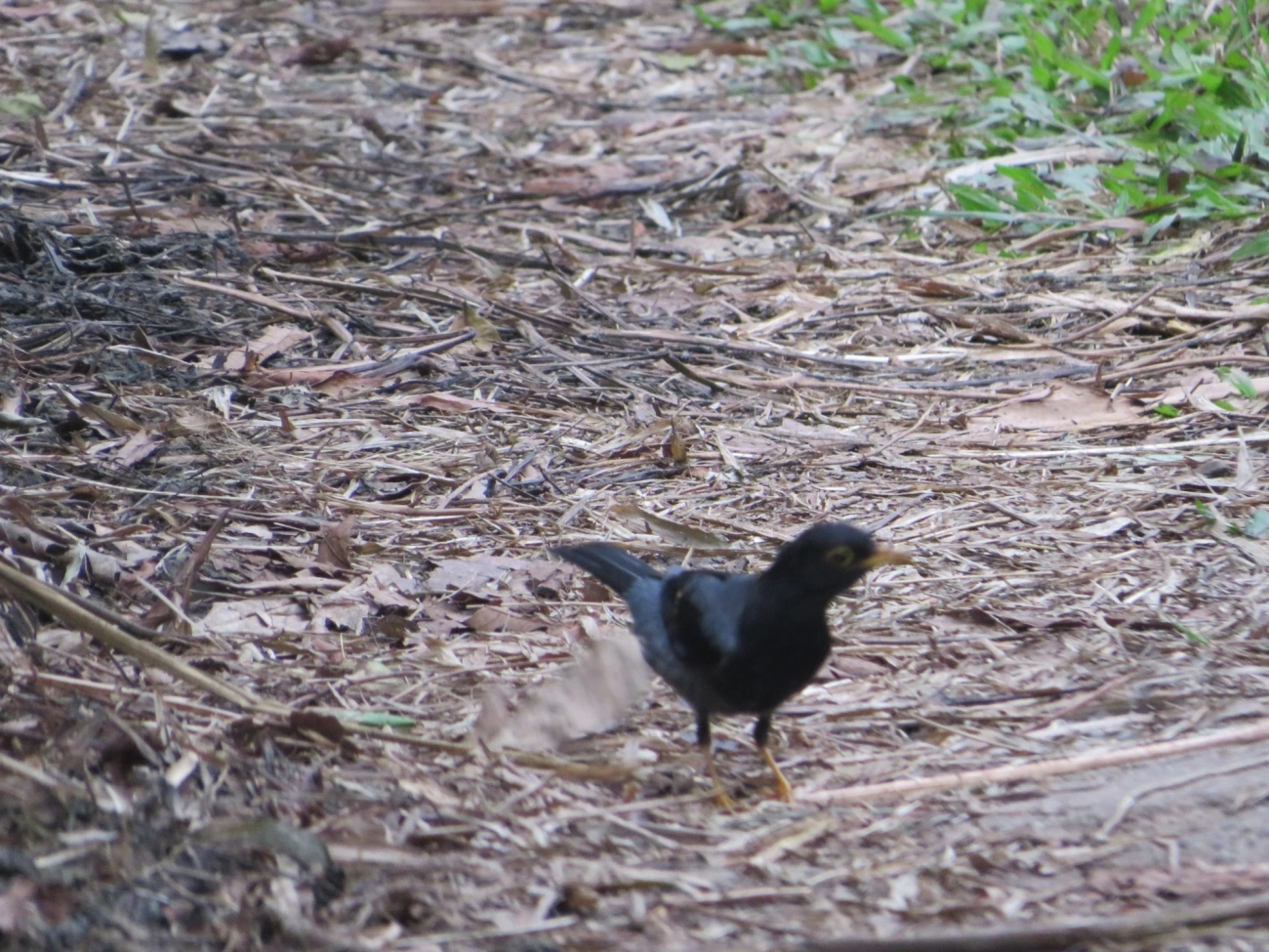 Sabiá-una (Turdus flavipes), aves, fotografado em Maresias, São Sebastião