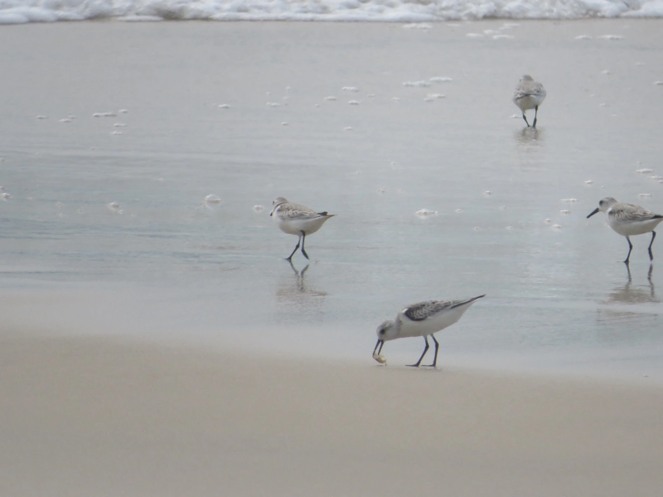 Maçarico-branco (Calidris alba), aves, fotografado em Maresias, São Sebastião