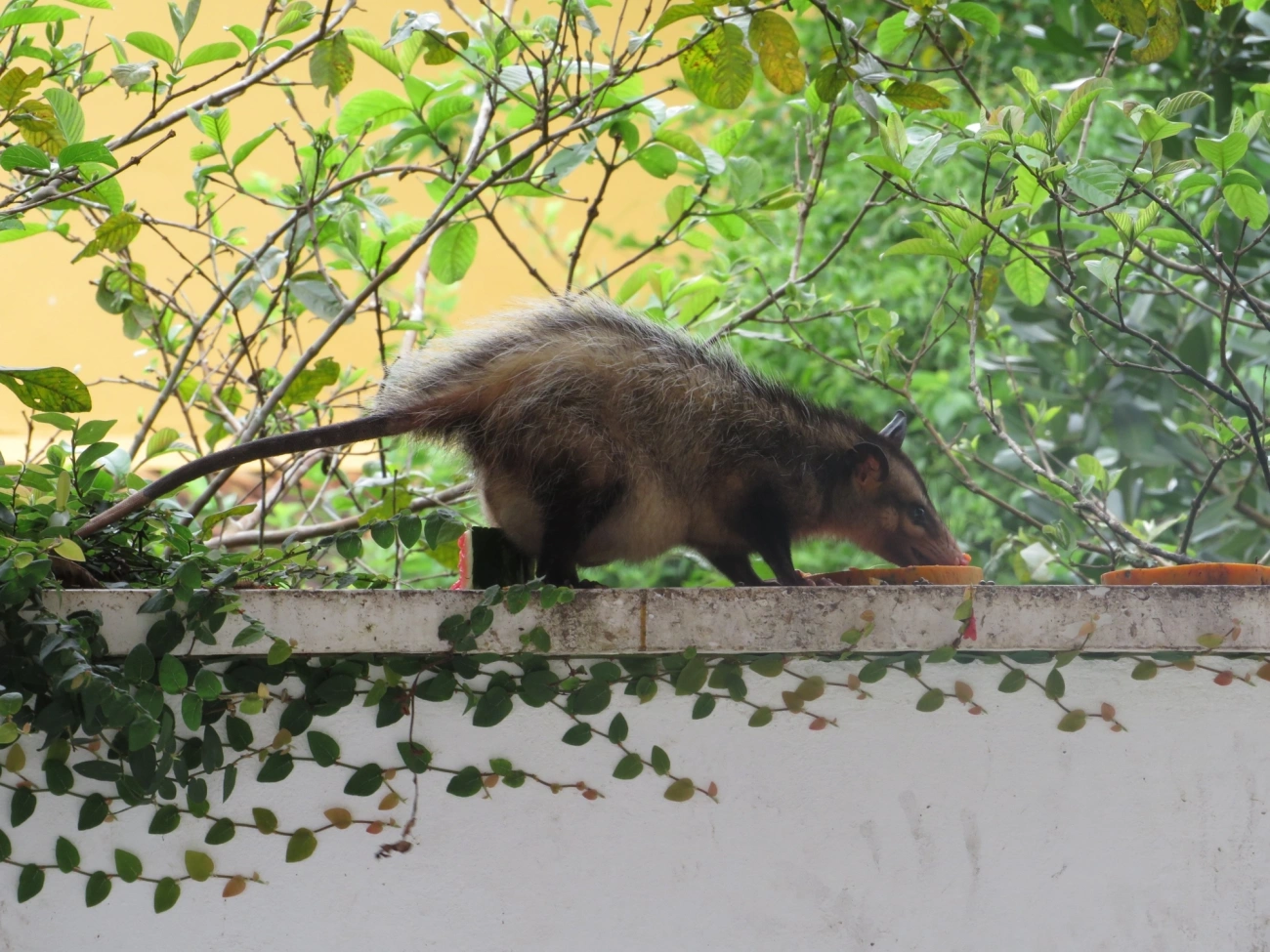 Gambá-de-orelha-preta (Didelphis aurita), mamíferos, fotografado em Maresias, São Sebastião