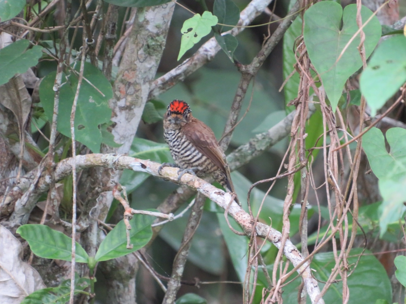 Pica-pau-anão-barrado (Picumnus cirratus), aves, fotografado em Maresias, São Sebastião
