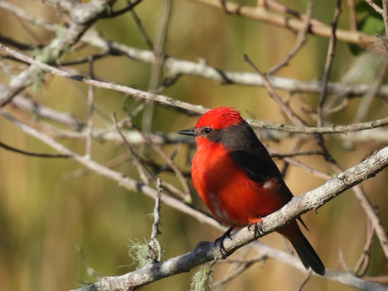 Príncipe (Pyrocephalus rubinus), aves, fotografado em Maresias, São Sebastião