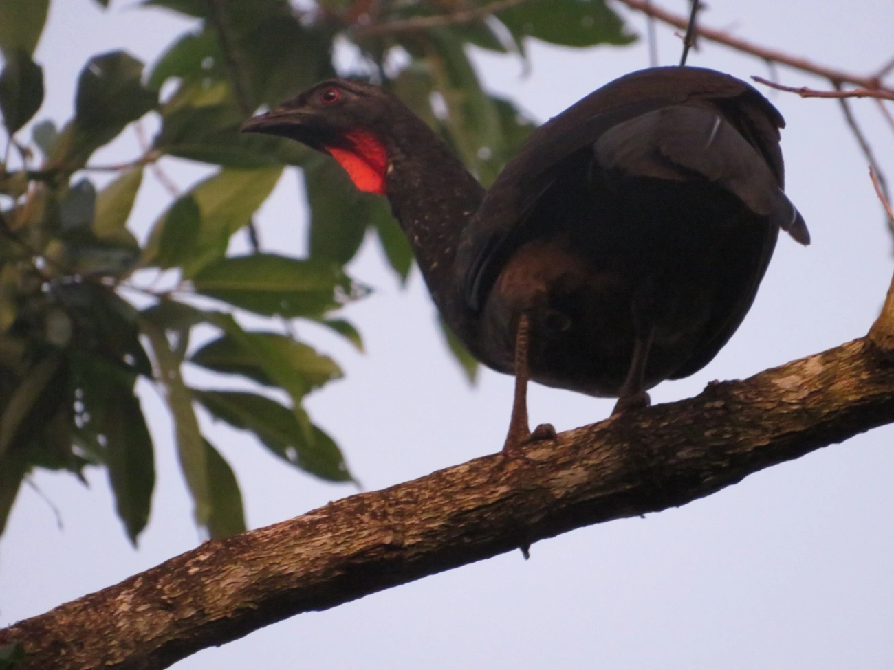 Jacuaçu (Penelope obscura), aves, fotografado em Maresias, São Sebastião