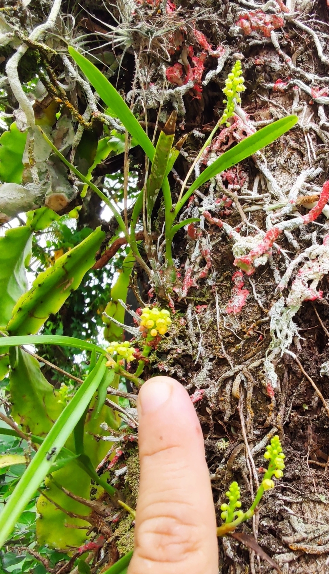 Polystachya, plantas, fotografado em Maresias, São Sebastião