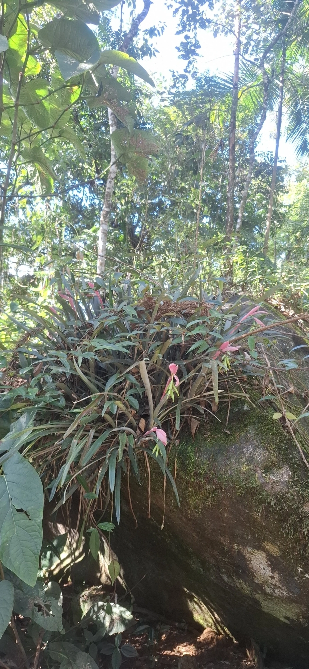 Guaricana-uva-açú (Billbergia distachia), plantas, fotografado em Pedra Selada
