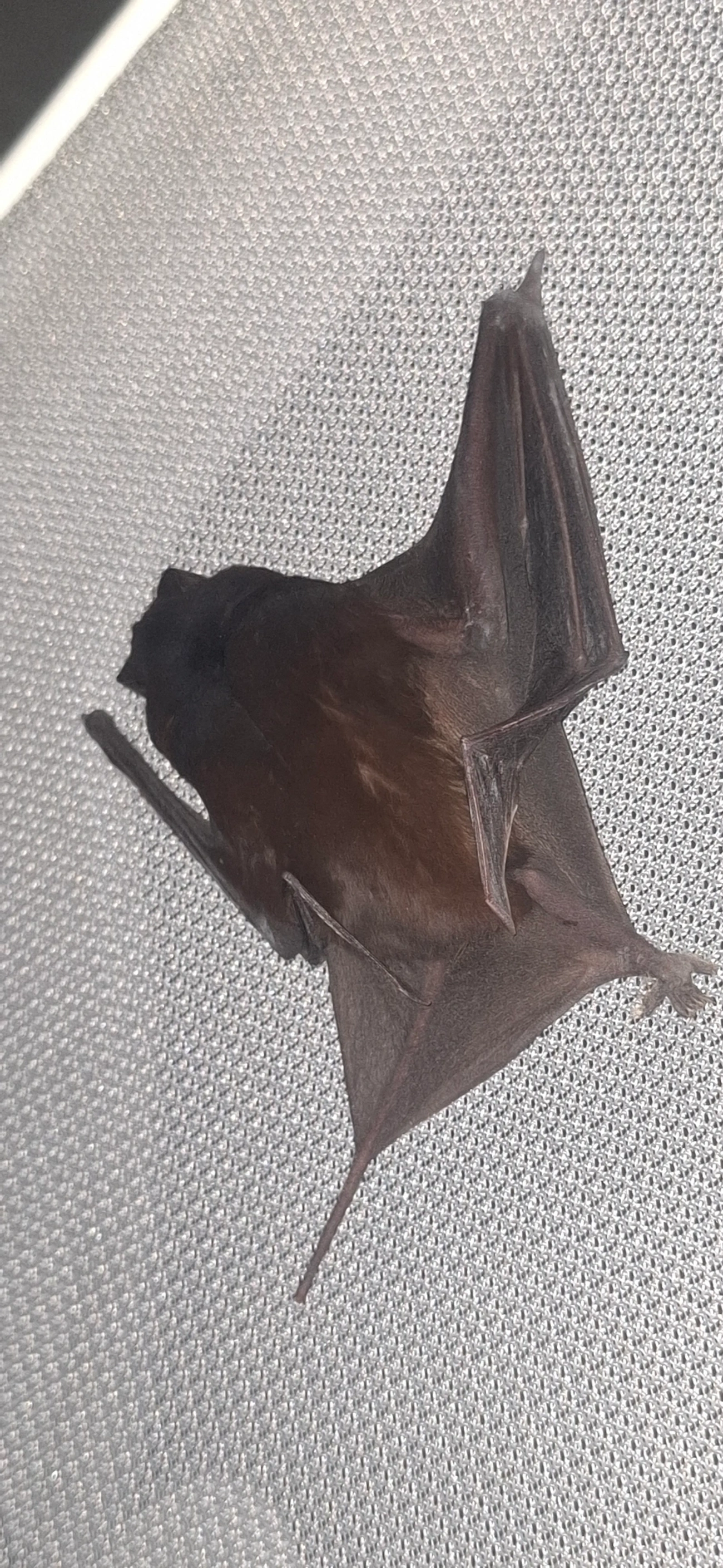 Morcego-da-Cauda-Grossa (Molossus molossus), mamíferos, fotografado em Maresias, São Sebastião