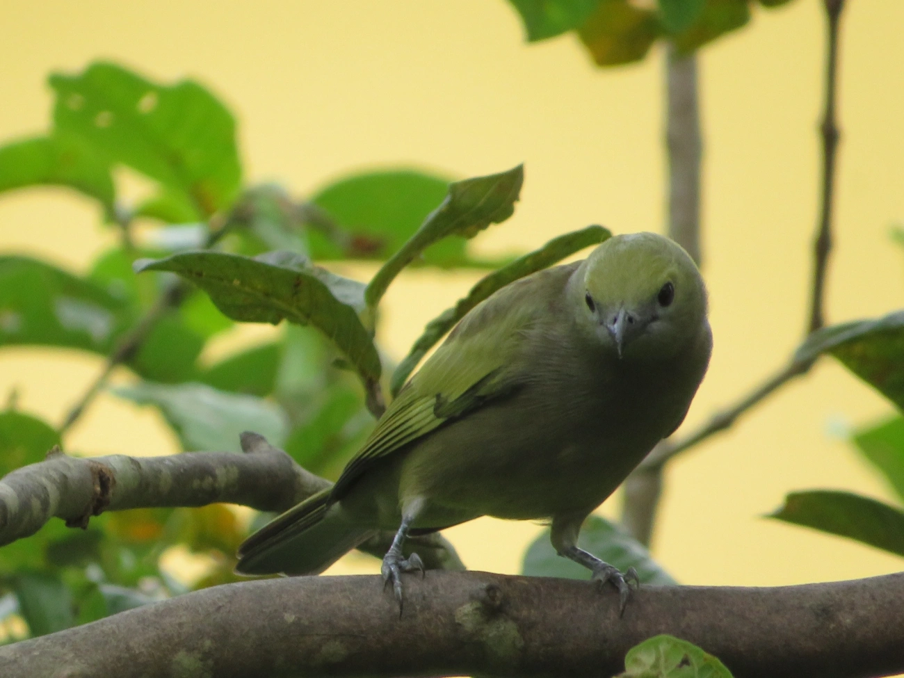 Sanhaço-do-coqueiro (Thraupis palmarum), aves, fotografado em Maresias, São Sebastião